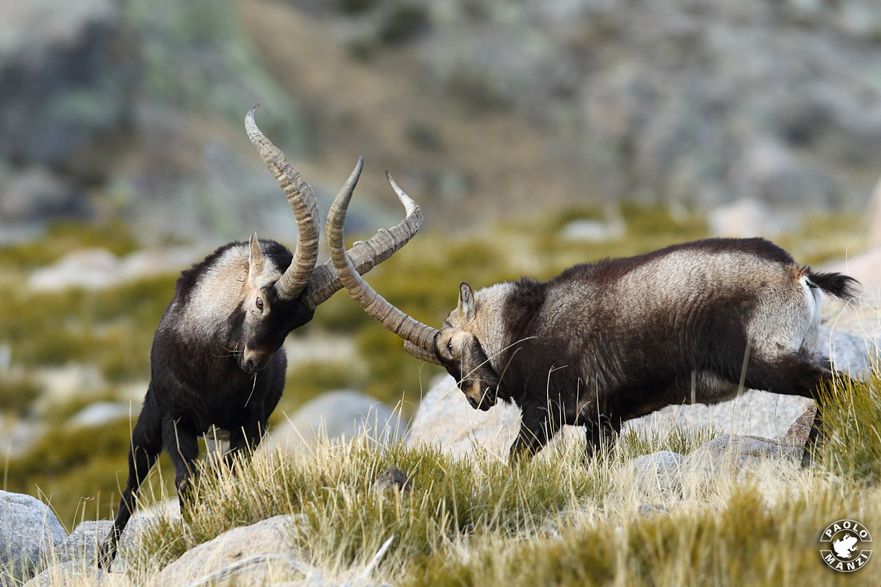 Iberian Ibex-Litigation