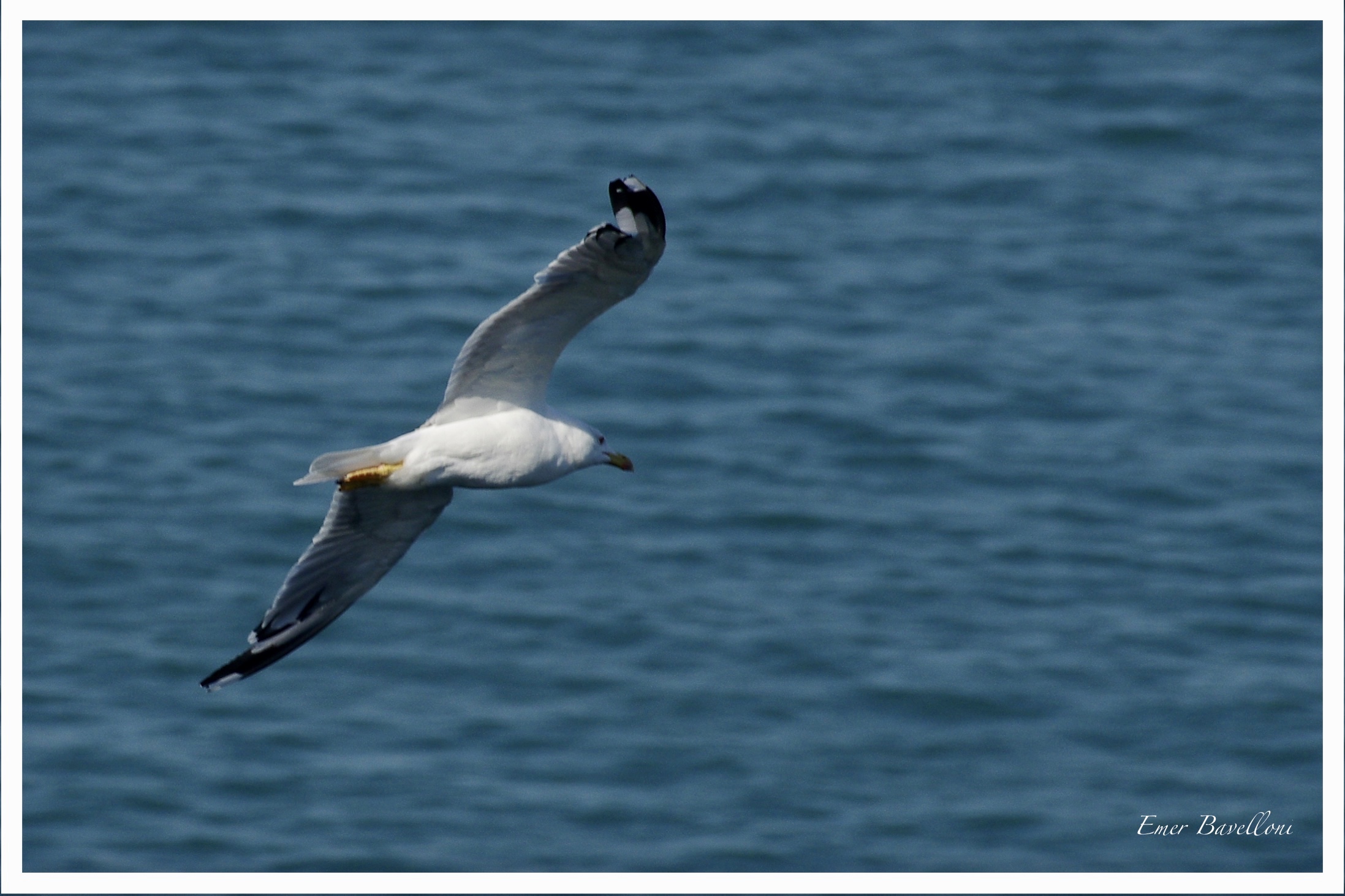 Fly slowly, if not I can not photograph you.