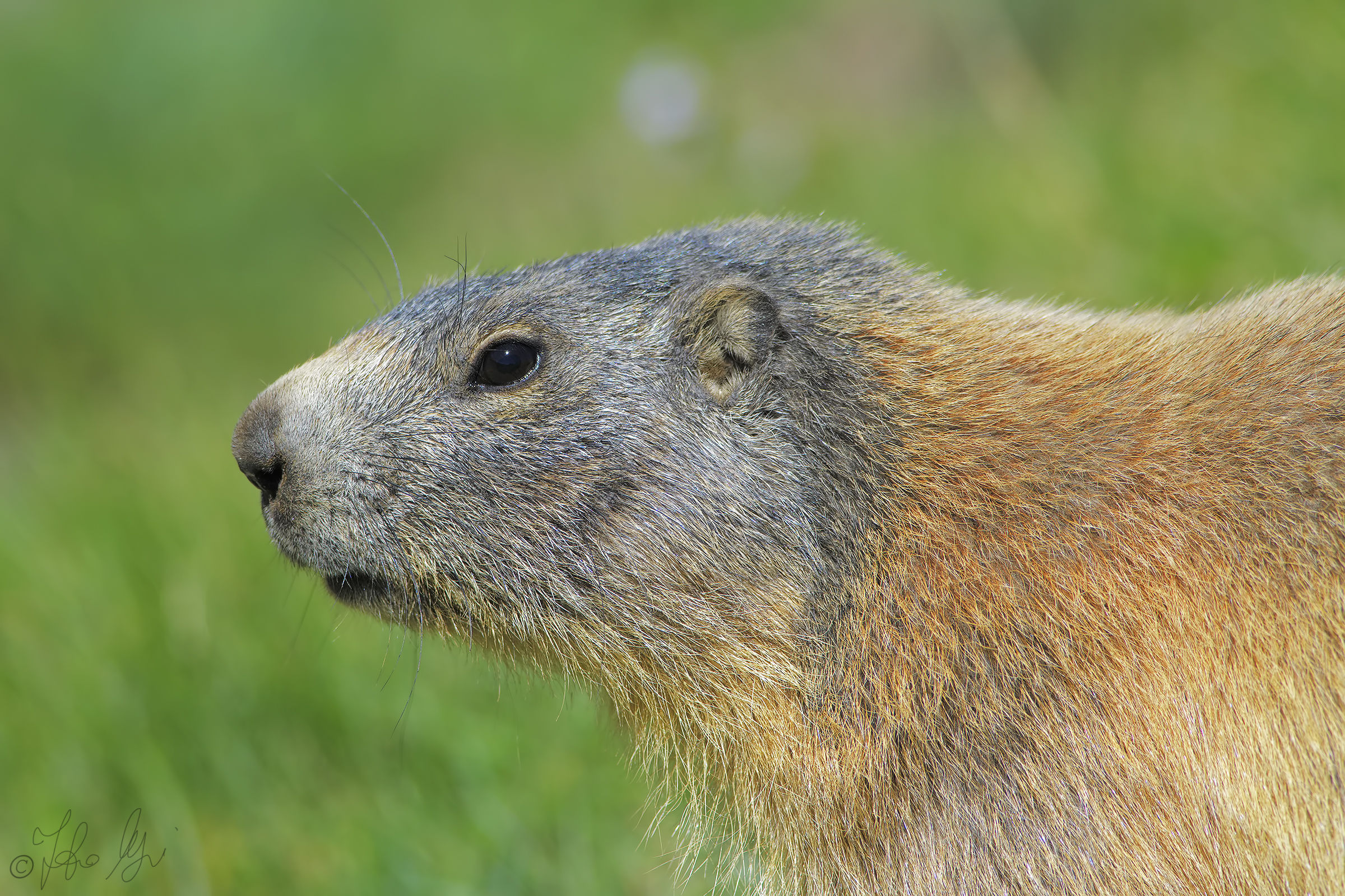 Marmotta