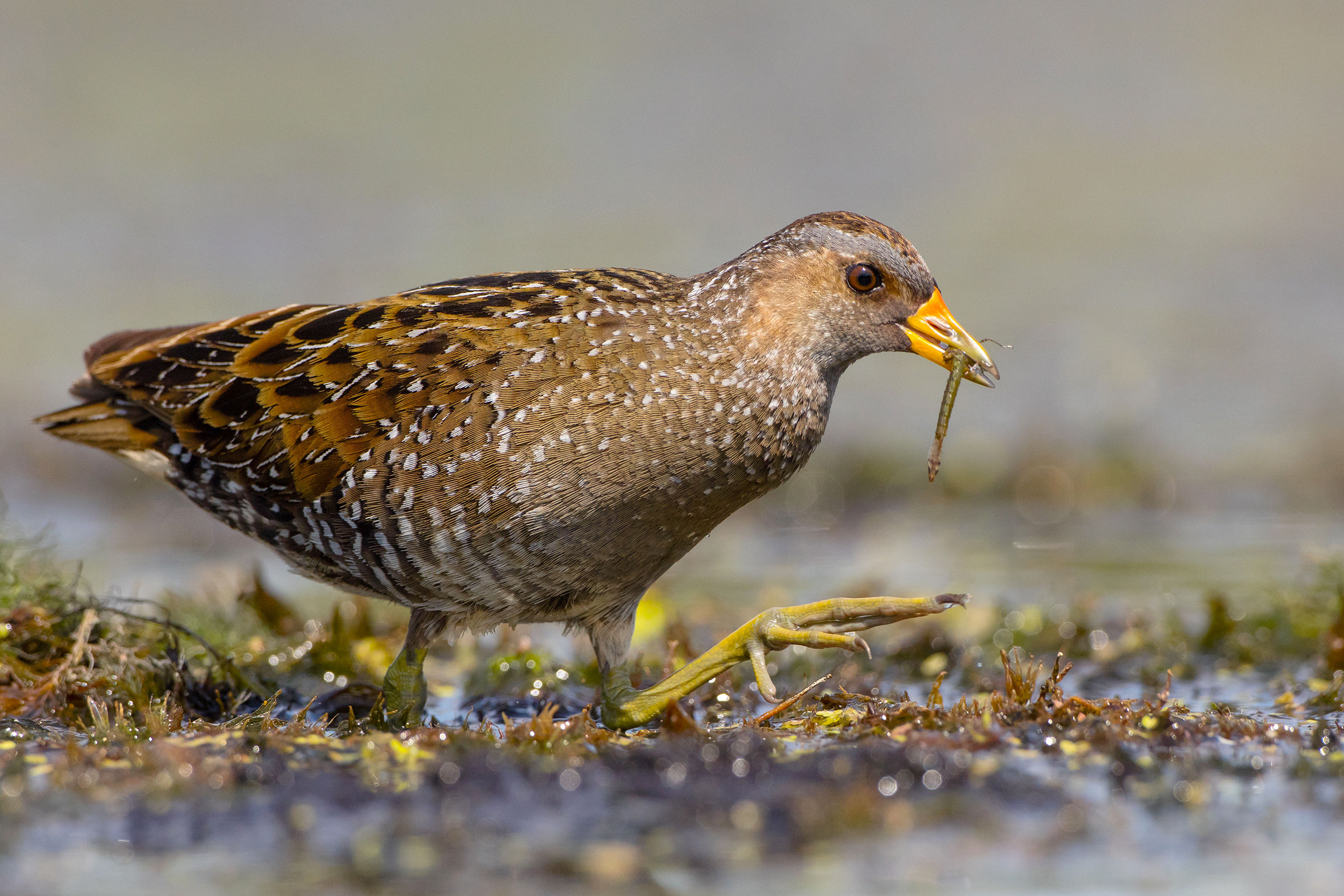 Spotted Crake