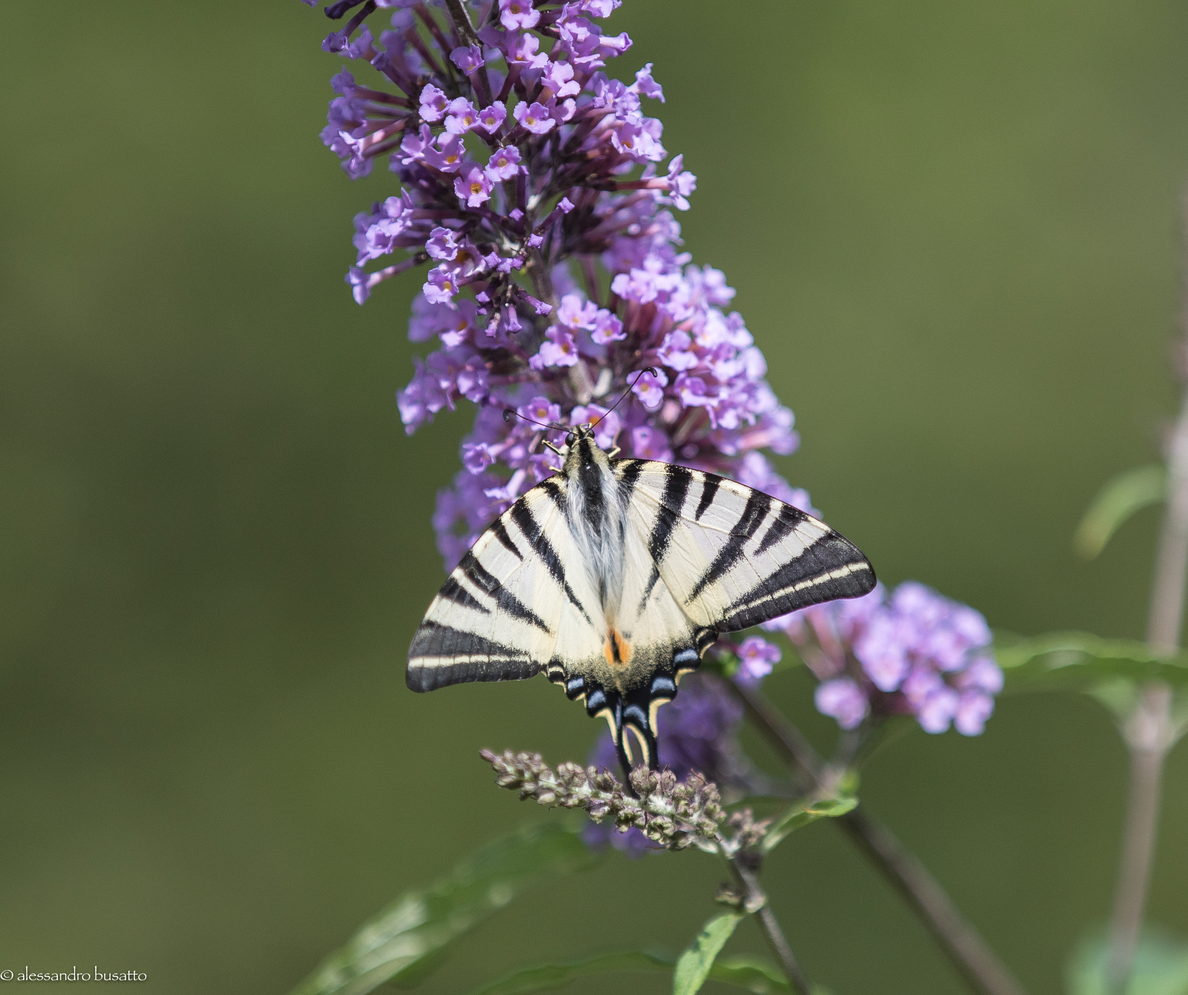 Scarce swallowtail