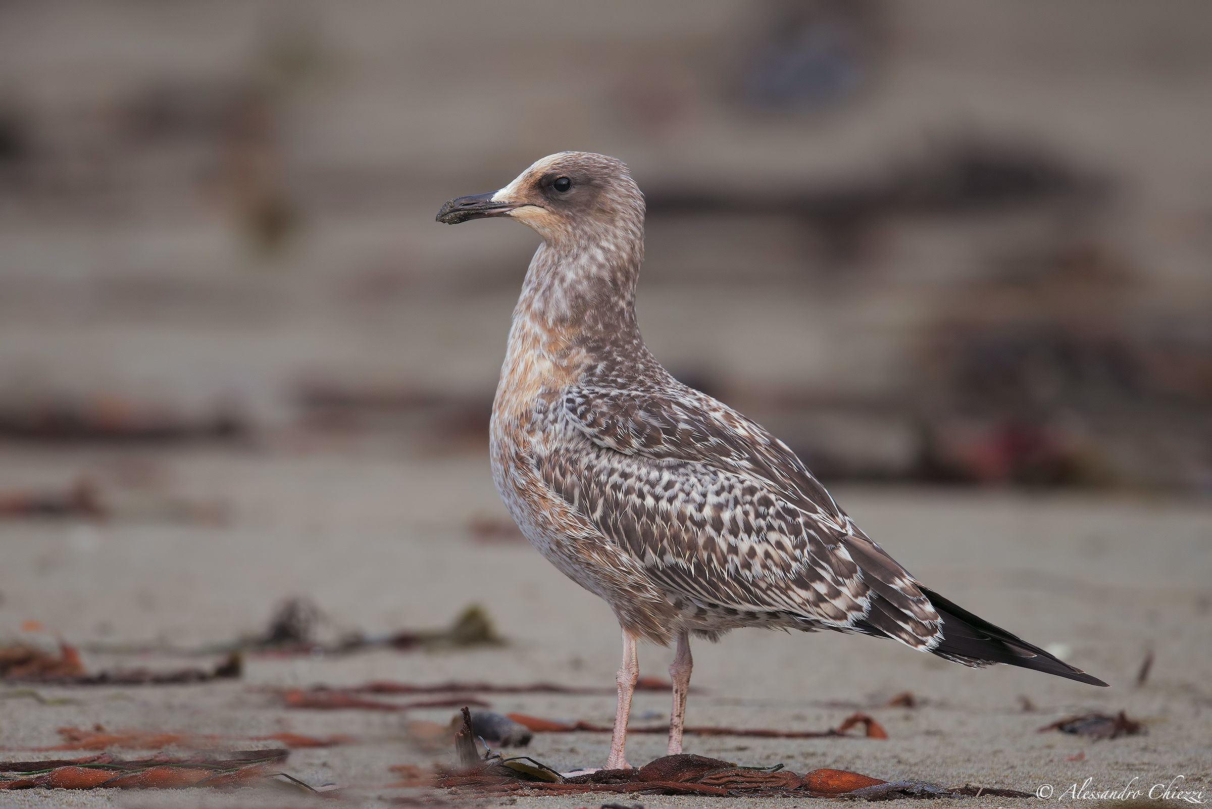 Gabbiano occidentale