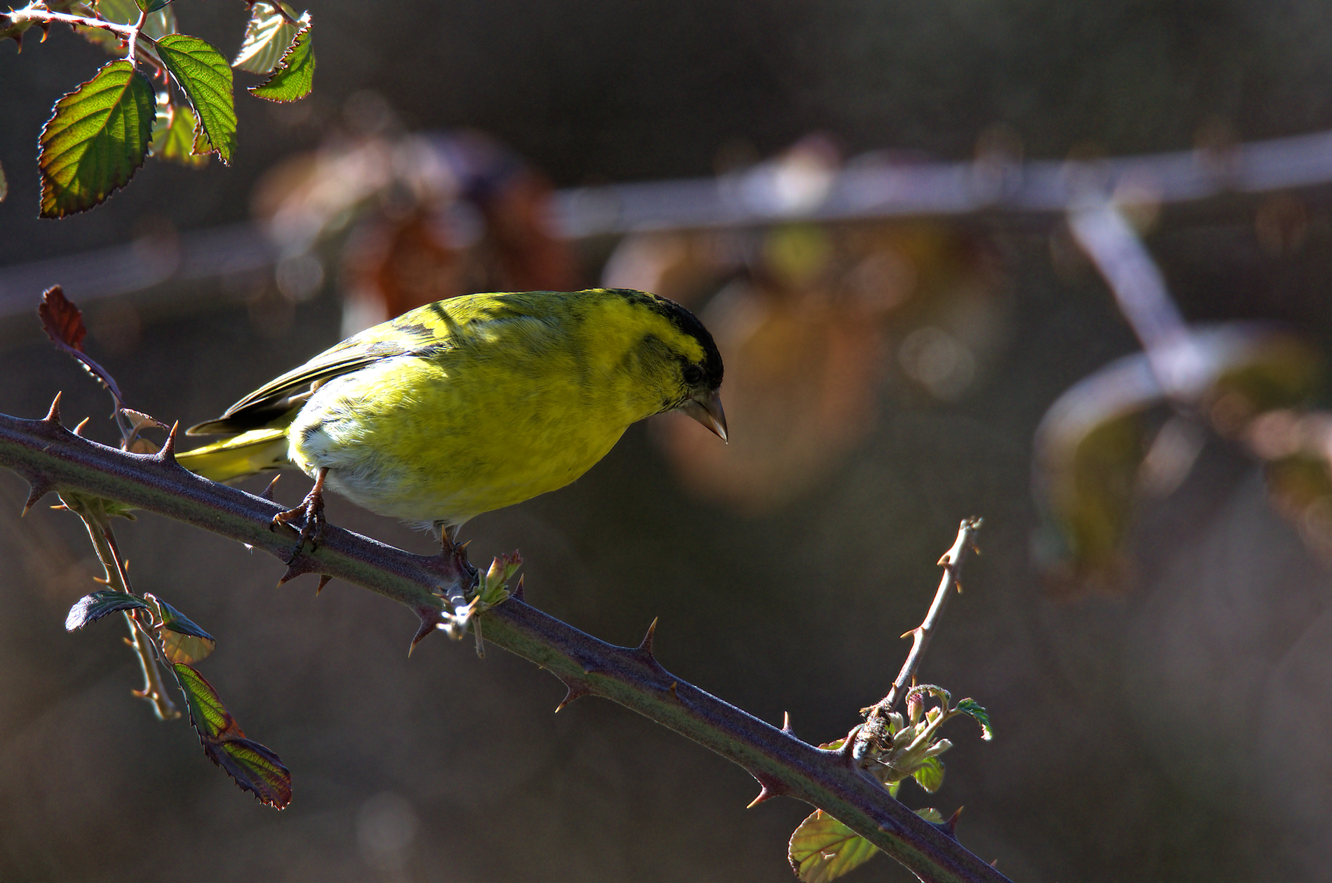 Siskin