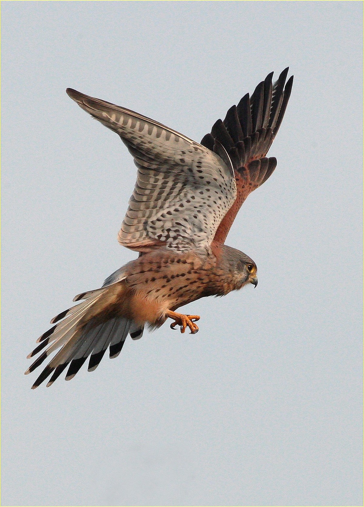 ,, Kestrel,,