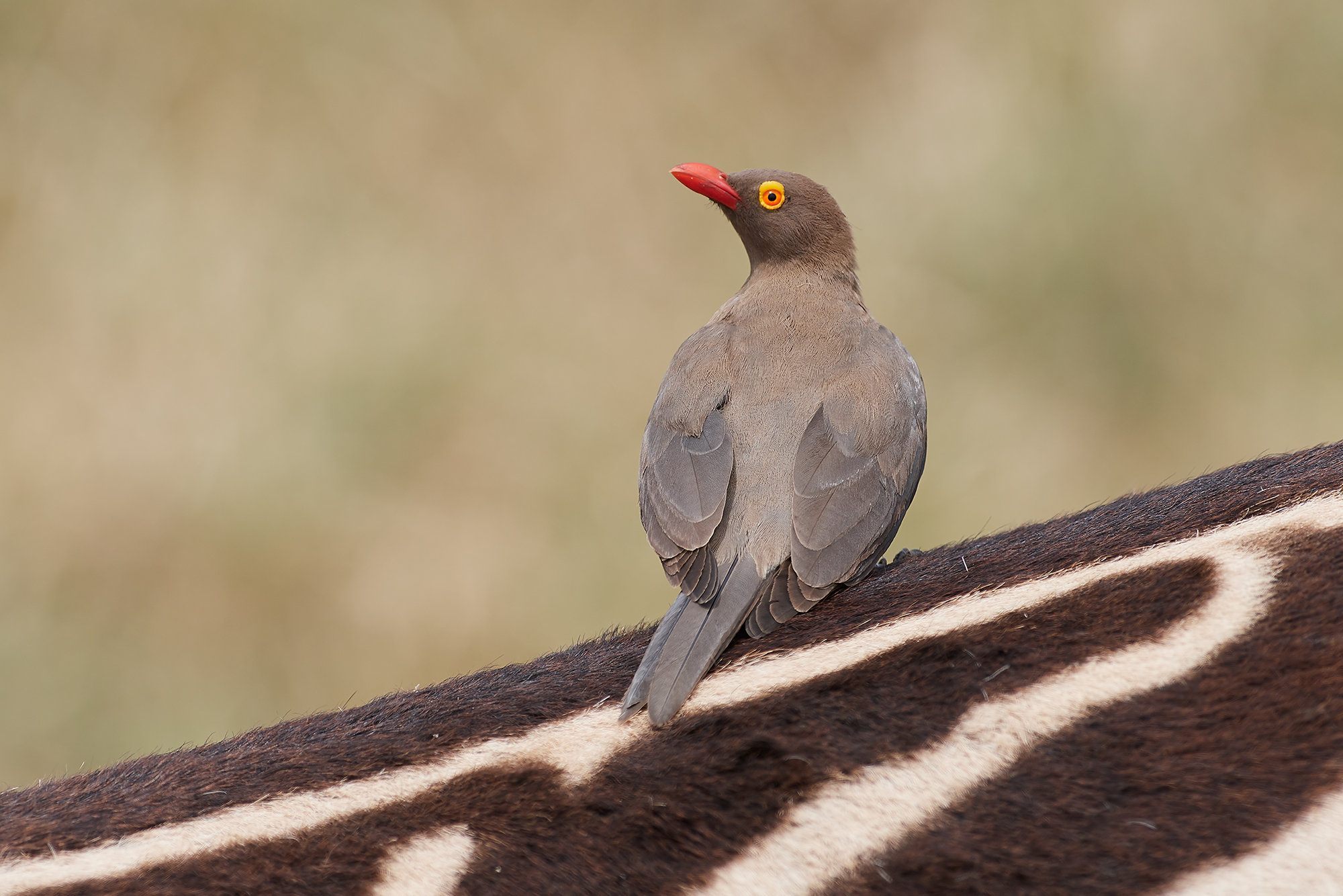 Bufaga dal becco rosso