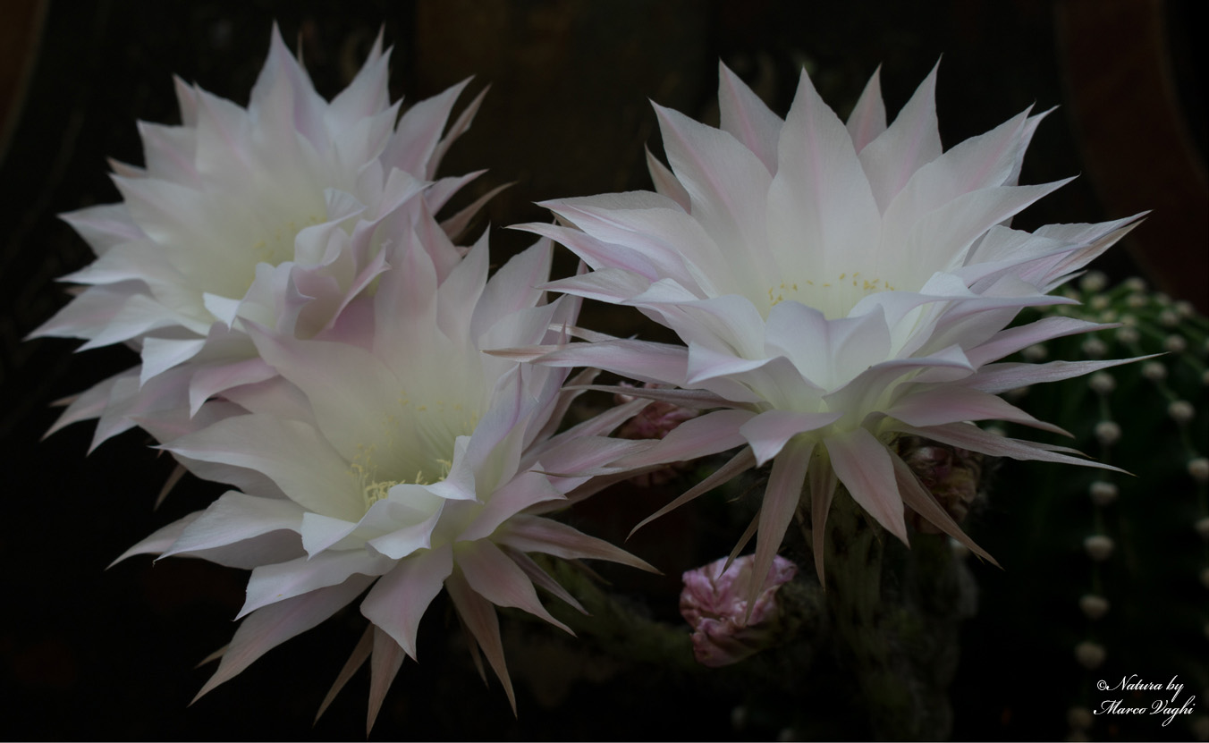 Cactus echinopsis