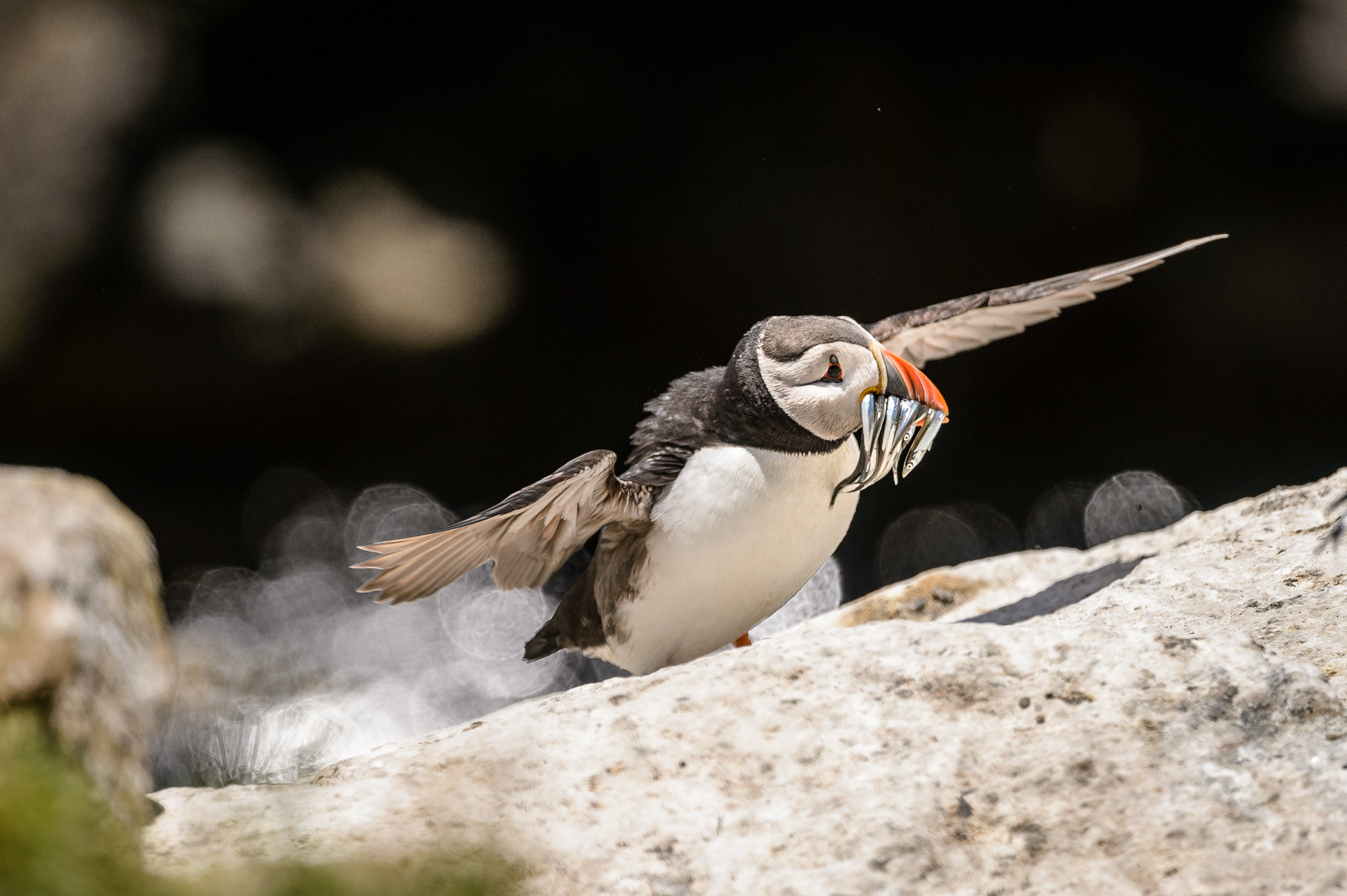 Atlantic puffin