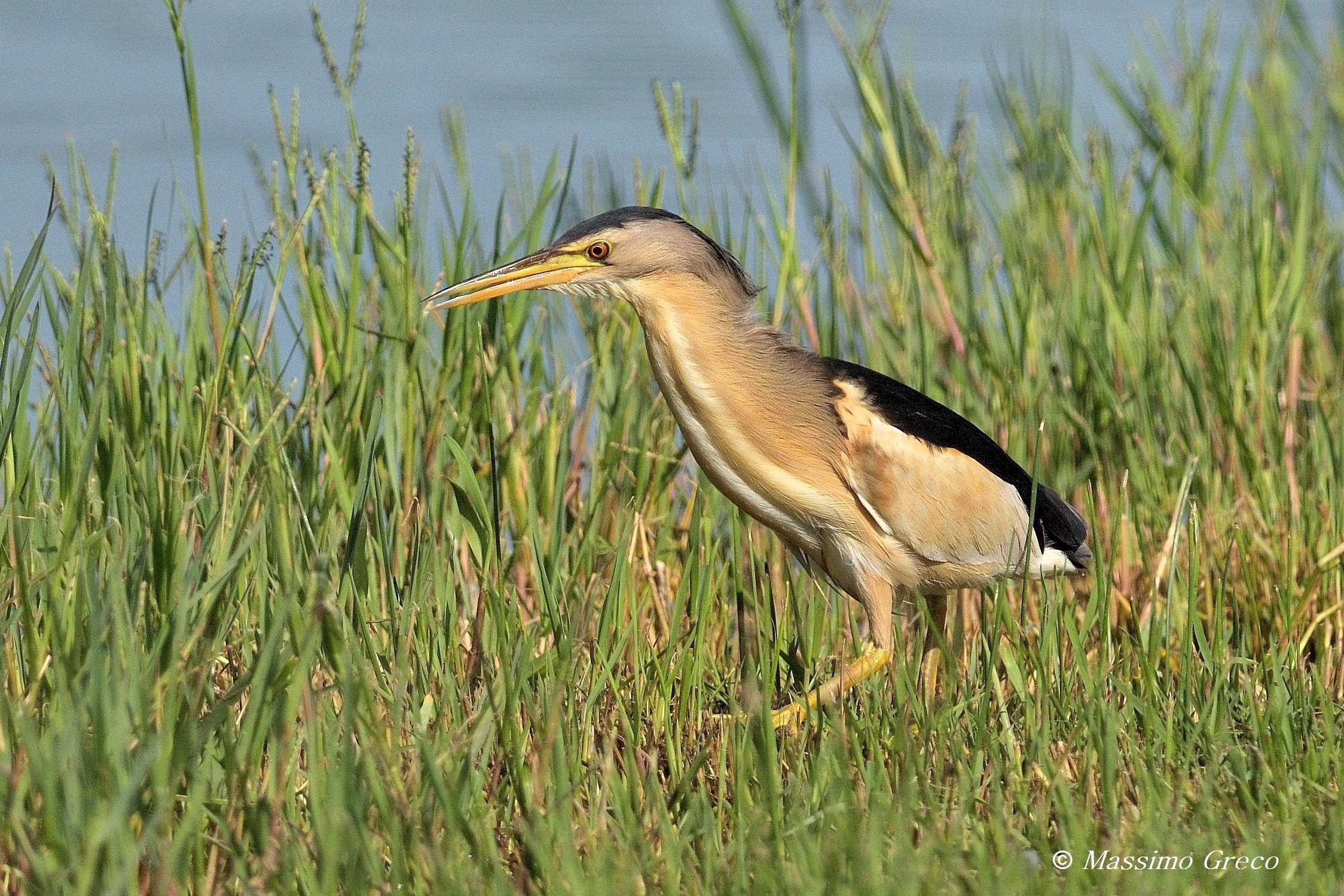 Tarabusino (Ixobrychus minutus)