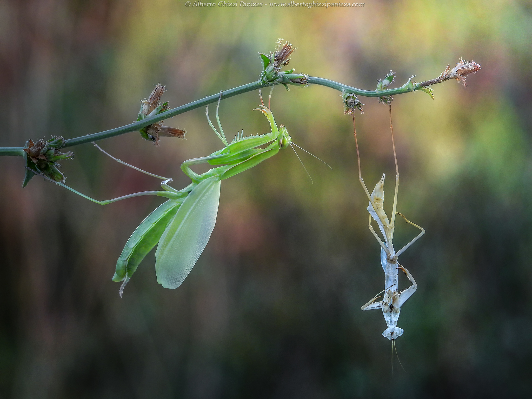 I decided to change skin