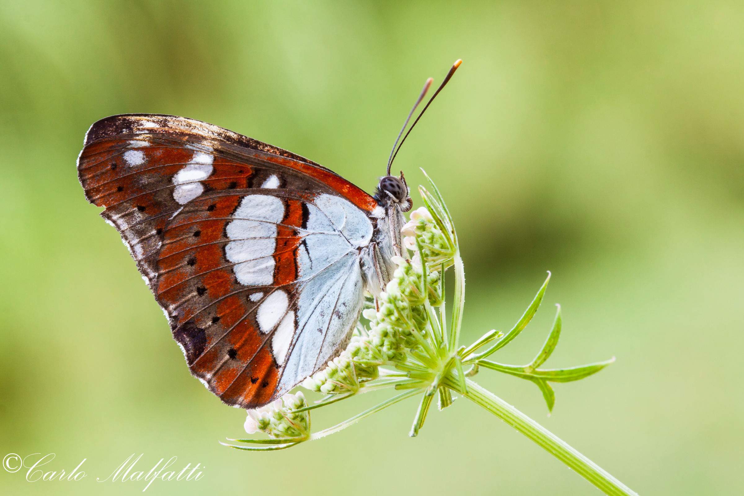 Finalmente ecco La Reducta una delle mie preferite