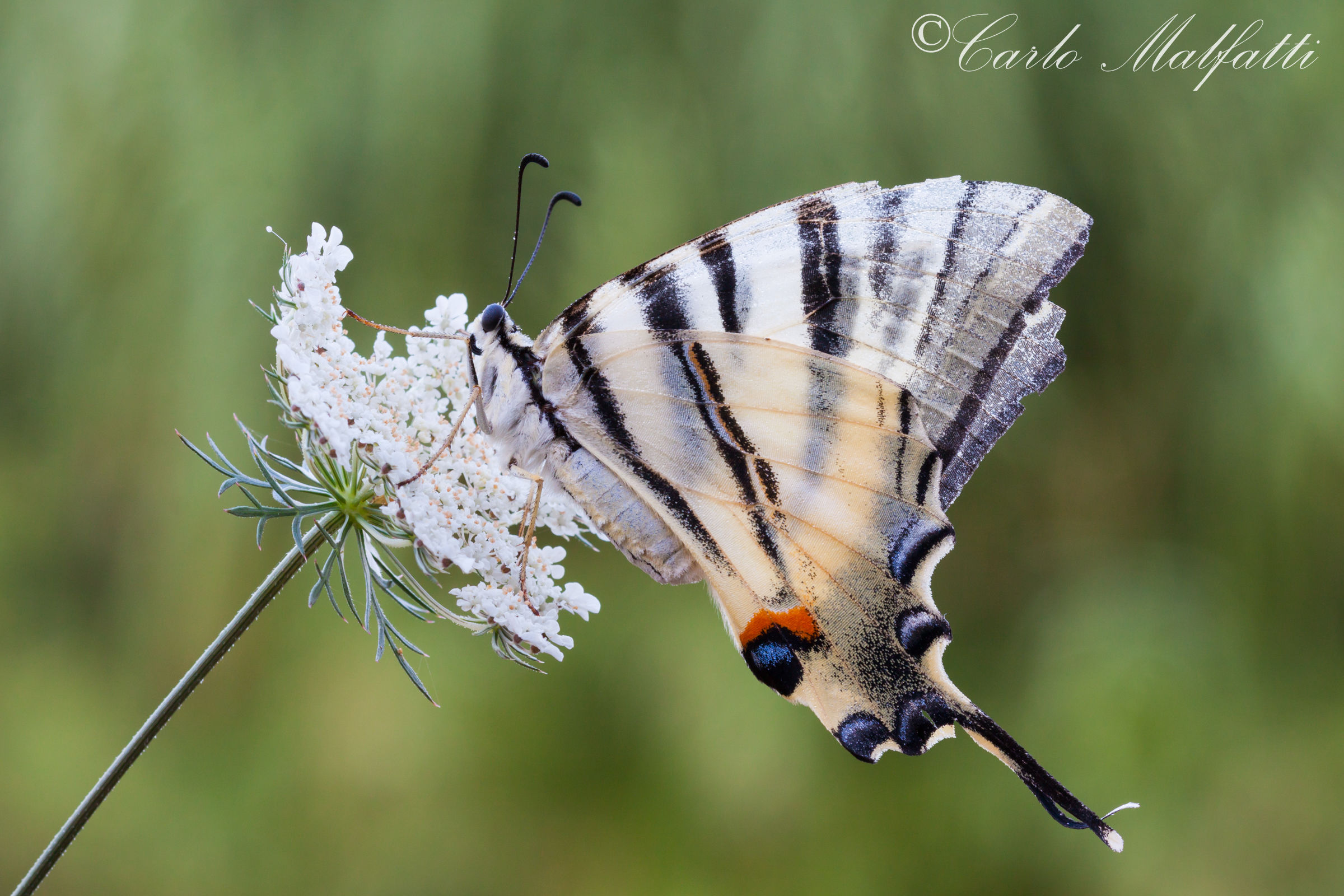 Fantastica Podalirio