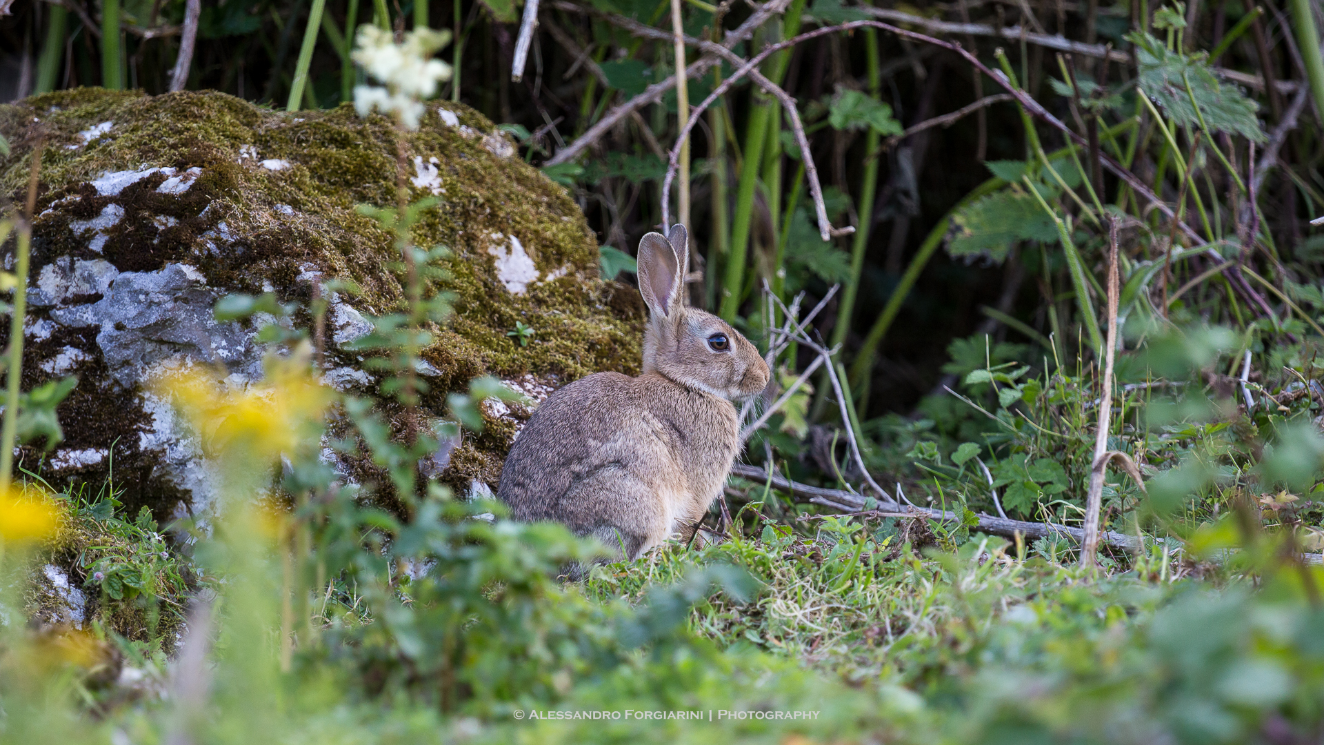 Rabbit-White Park Bay