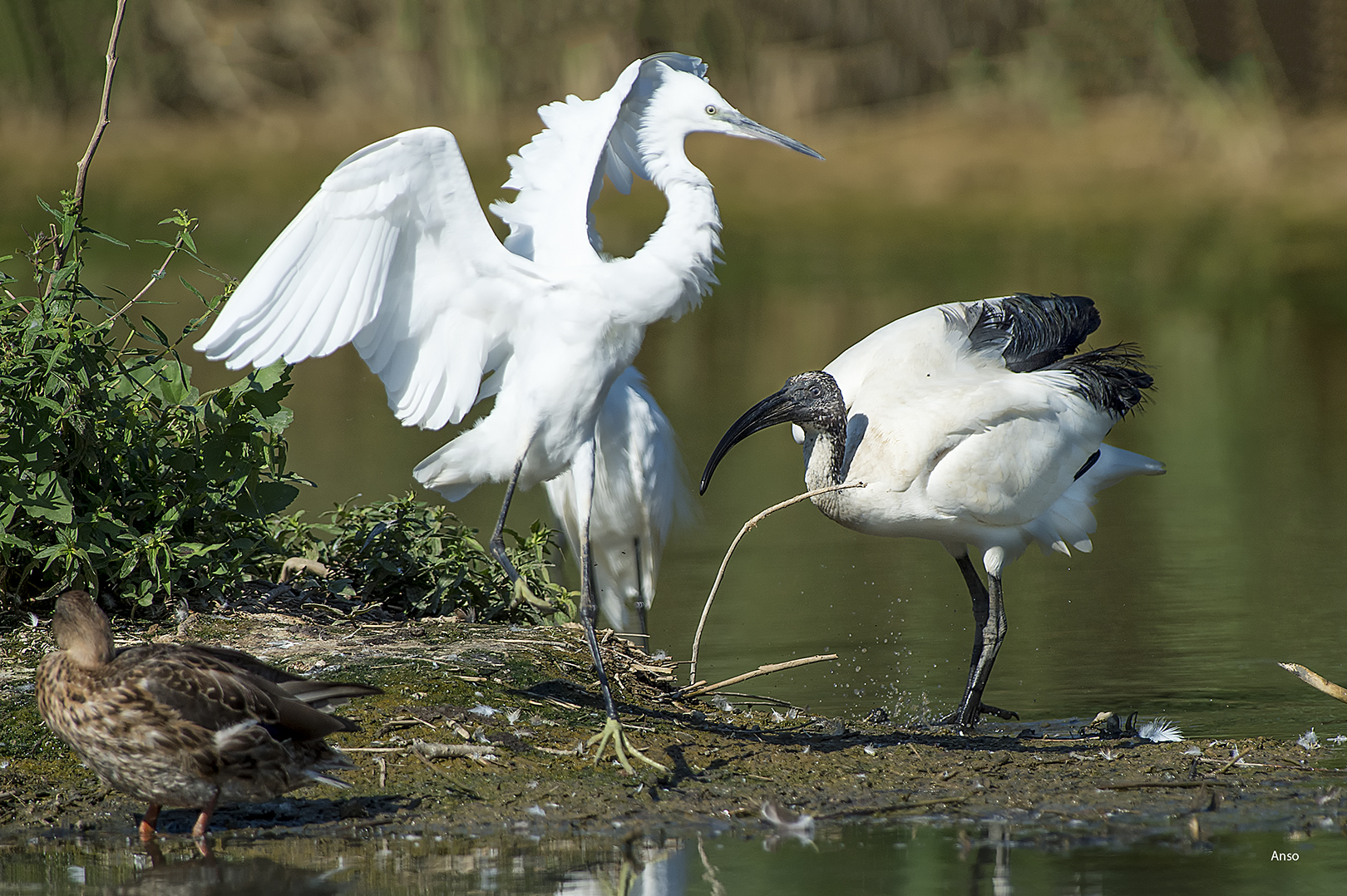 Sacred Ibis struggling with a eggonet
