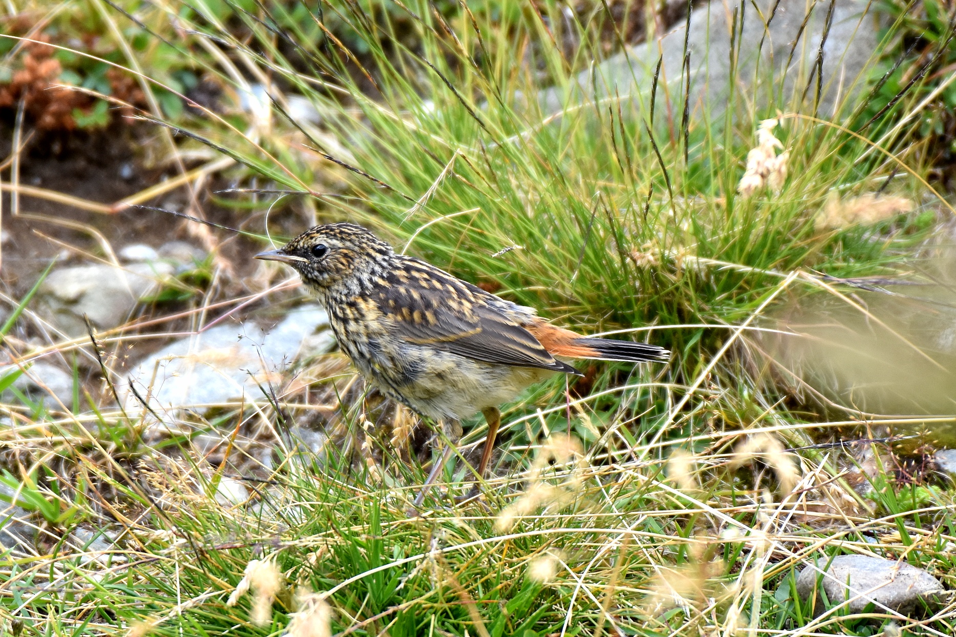 Juv Bluethroat