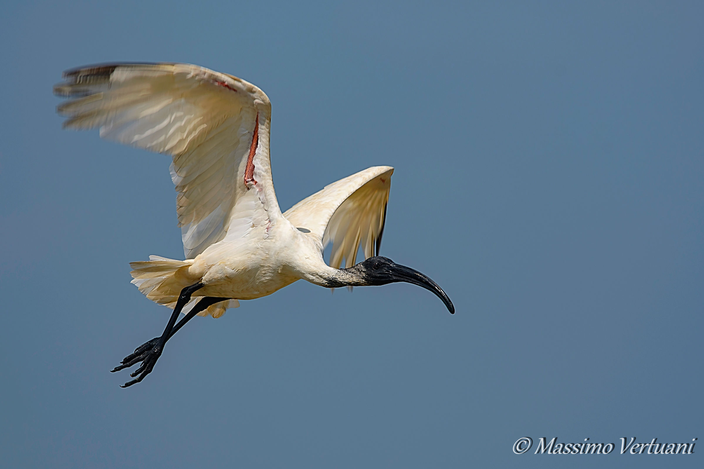 Sacred Ibis