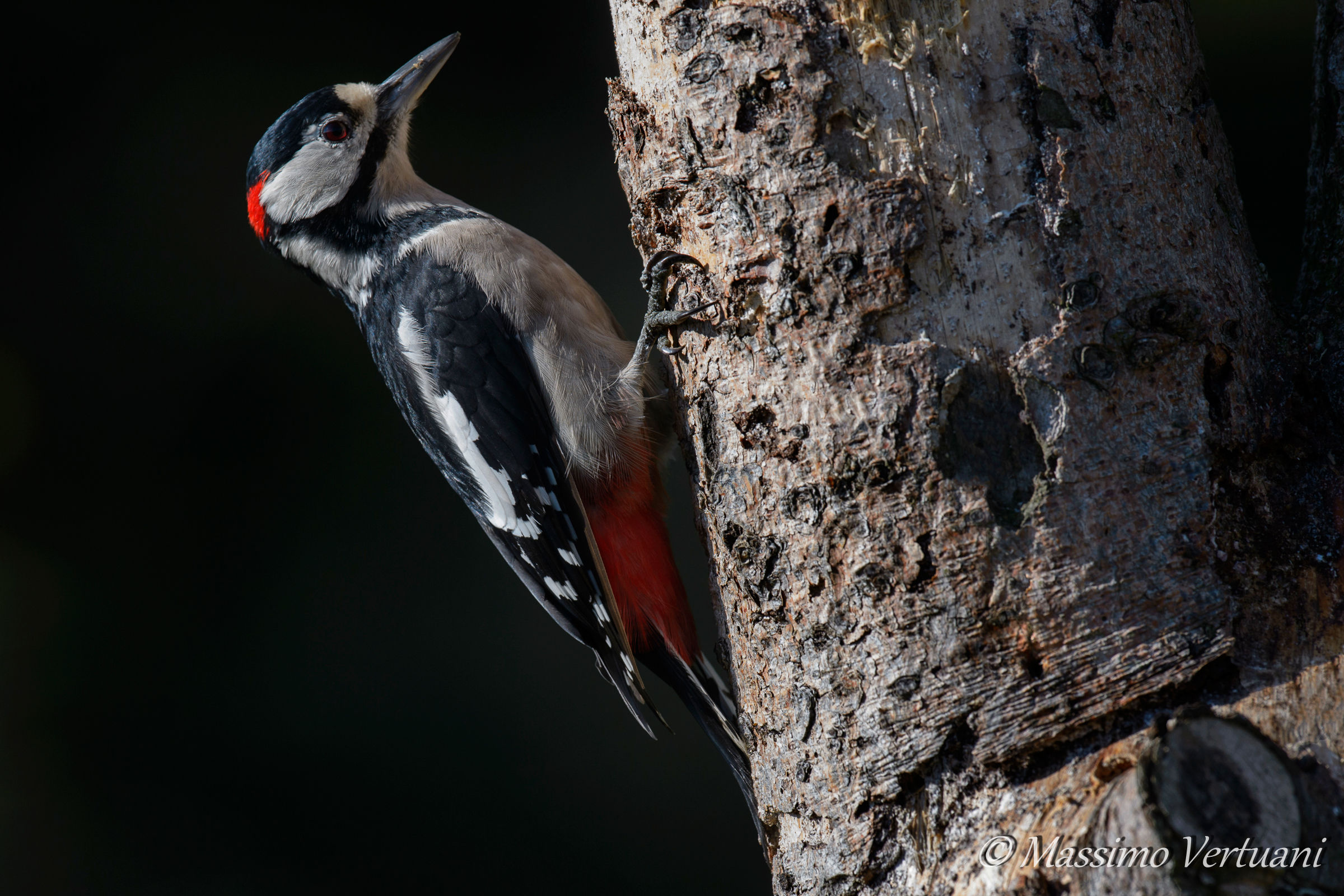 Lesser Red Woodpeckers