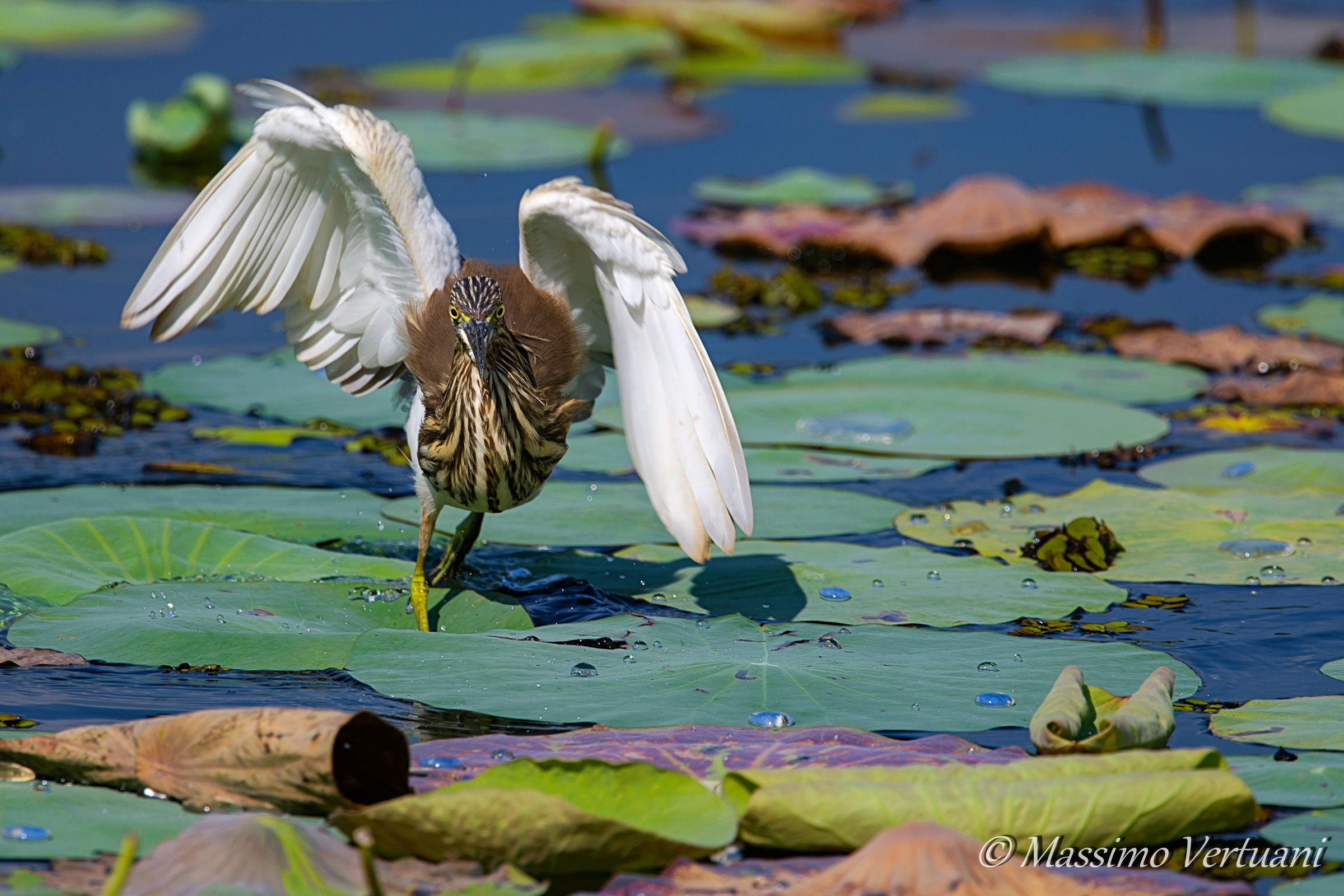 Sgarza from the Clume