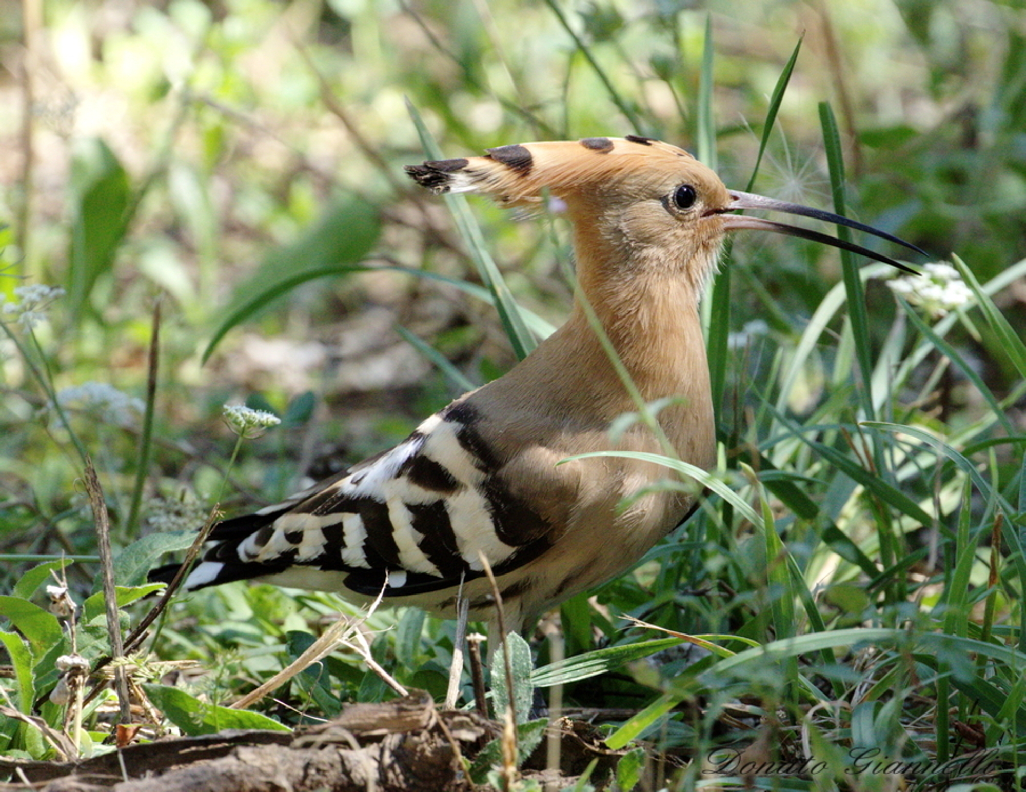 Hoopoe