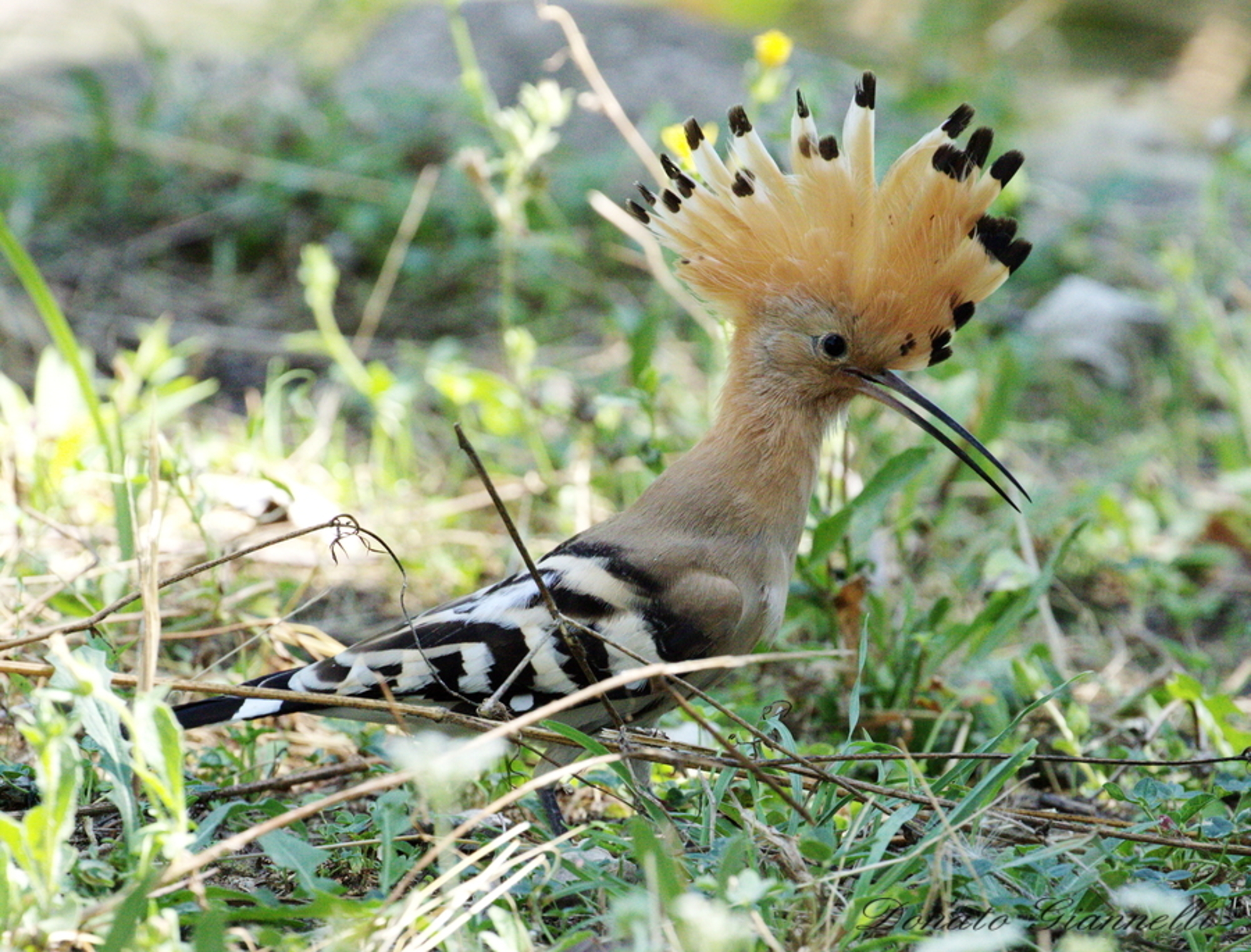 Hoopoe