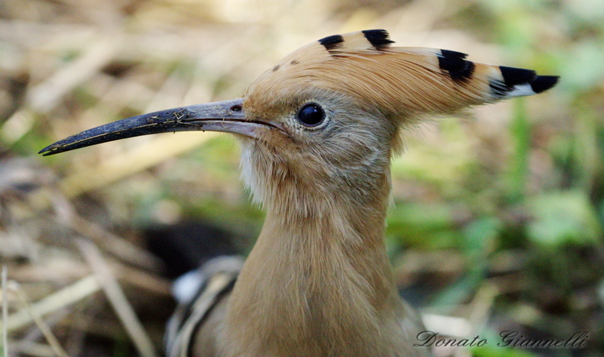 Hoopoe