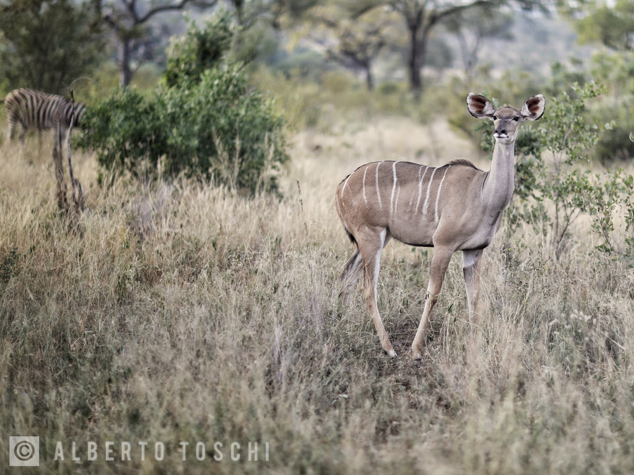 Kudu Female