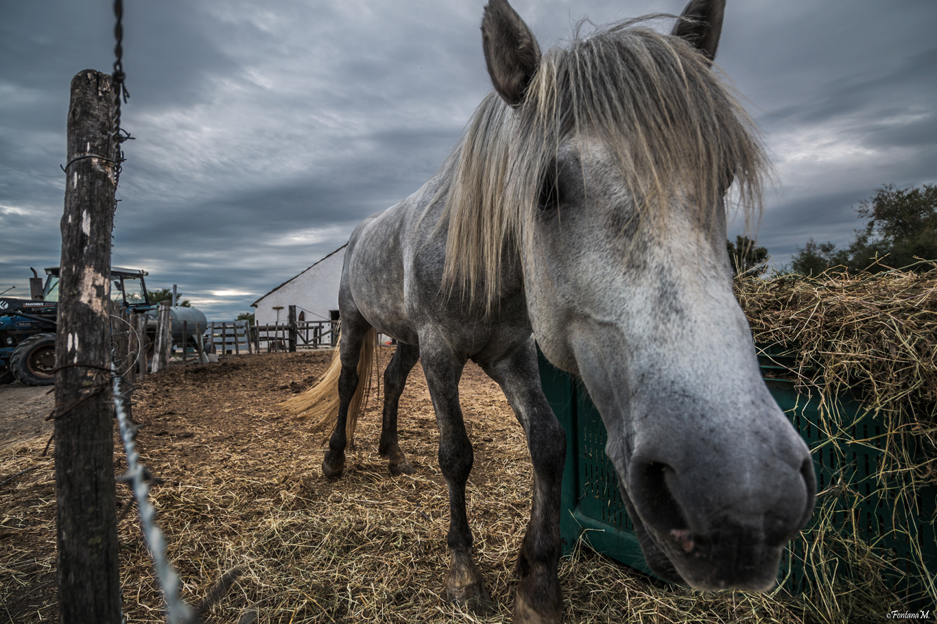 Sweet Horse