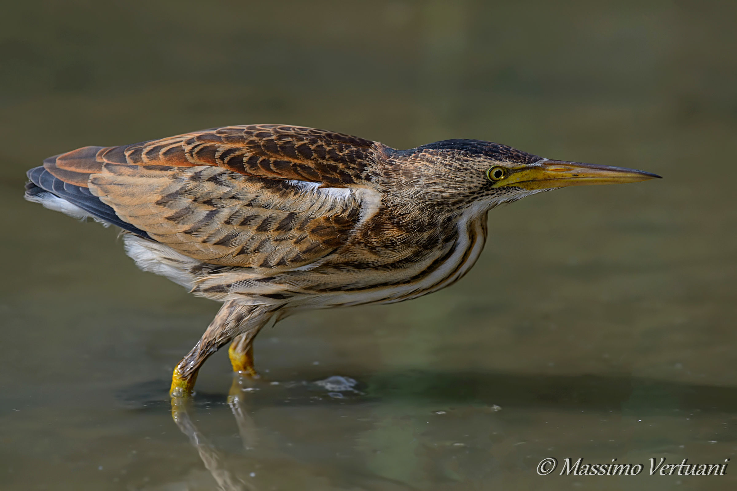 Little Bittern