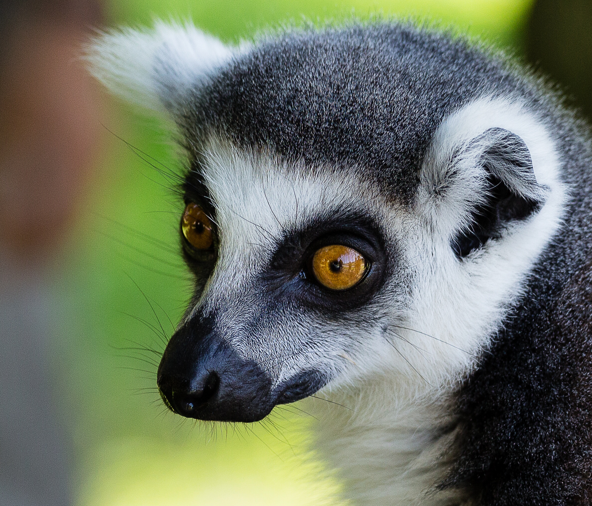 Lemuri