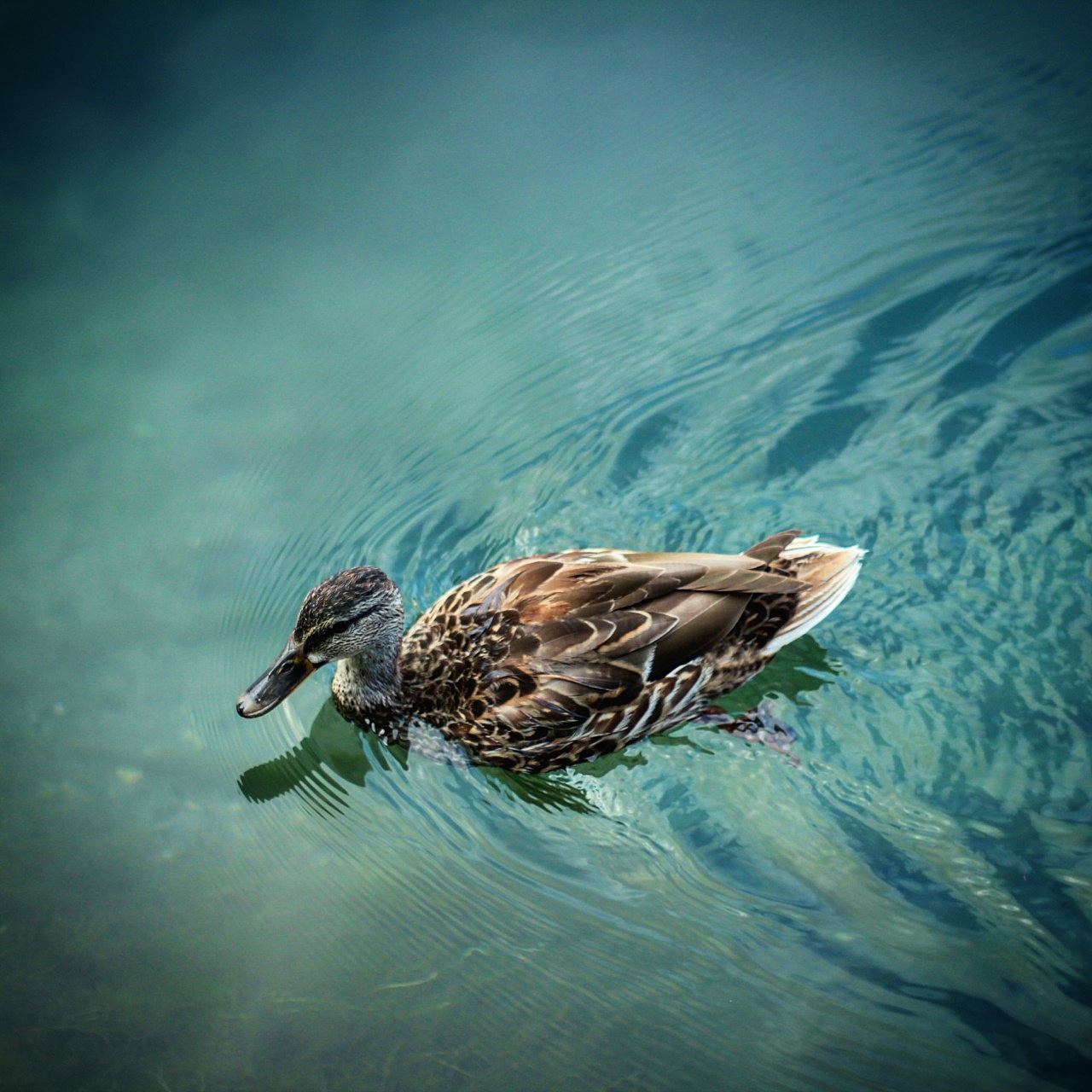 Anatra sul fiume adda