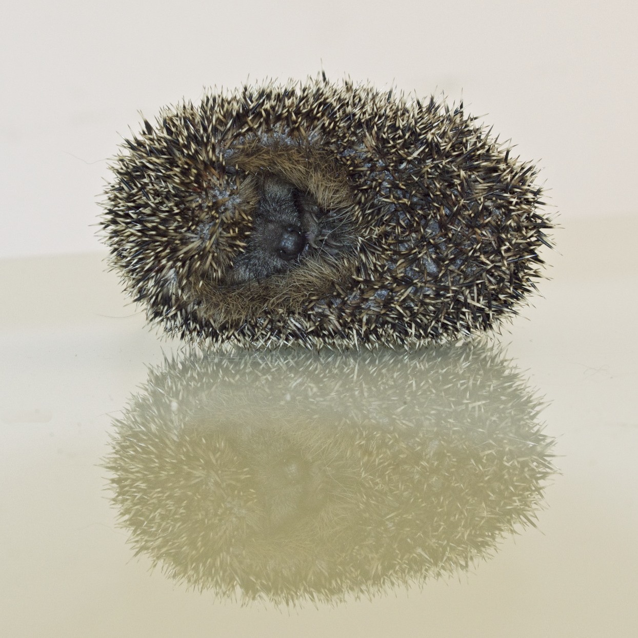hedgehog