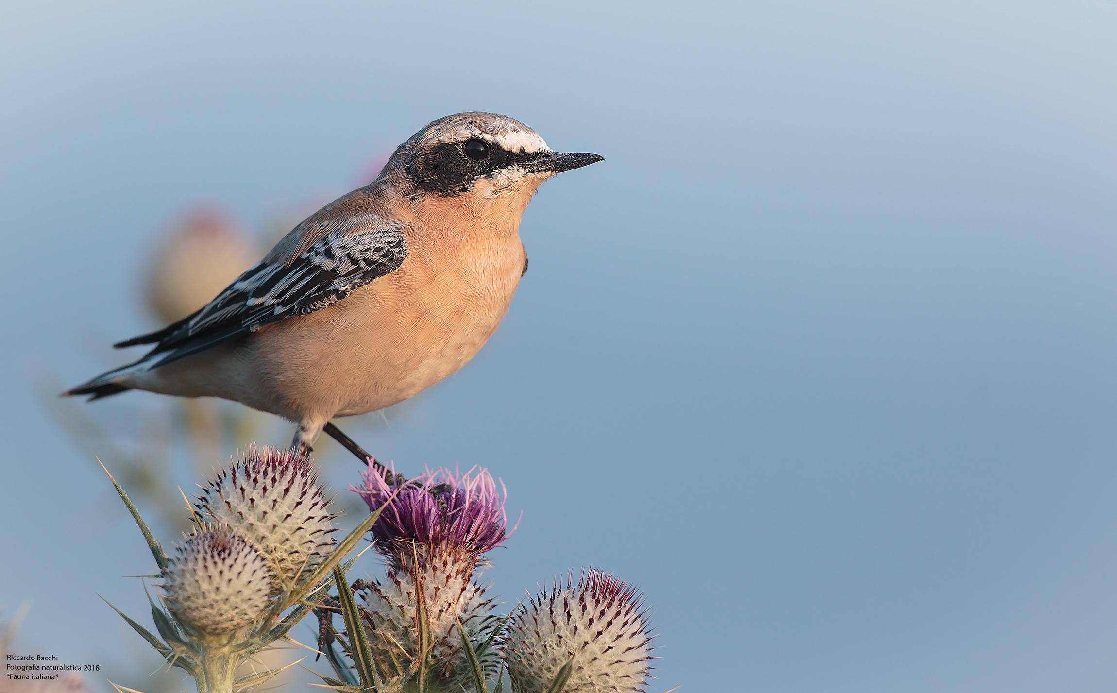 Culbianco e cardo selvatico