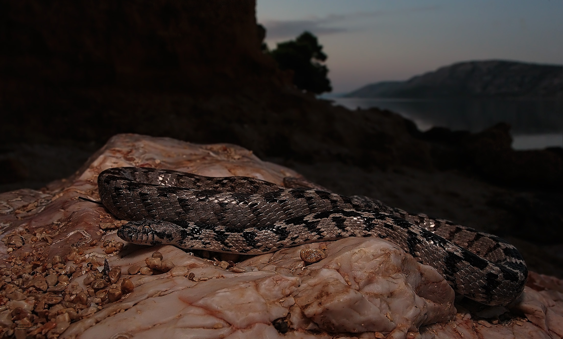 Serpente Gatto europeo