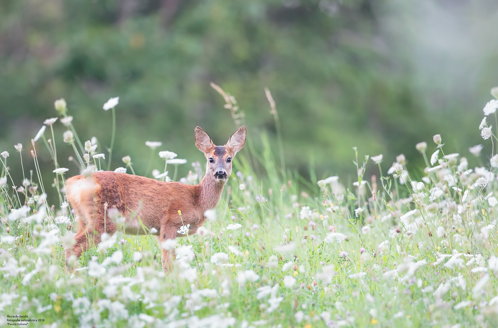Capriolo e fioritura di achillea