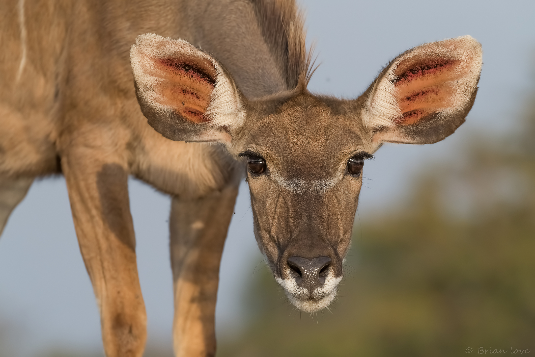 Occhio a occhio-femmina Nyala (Tragelaphus angasii)