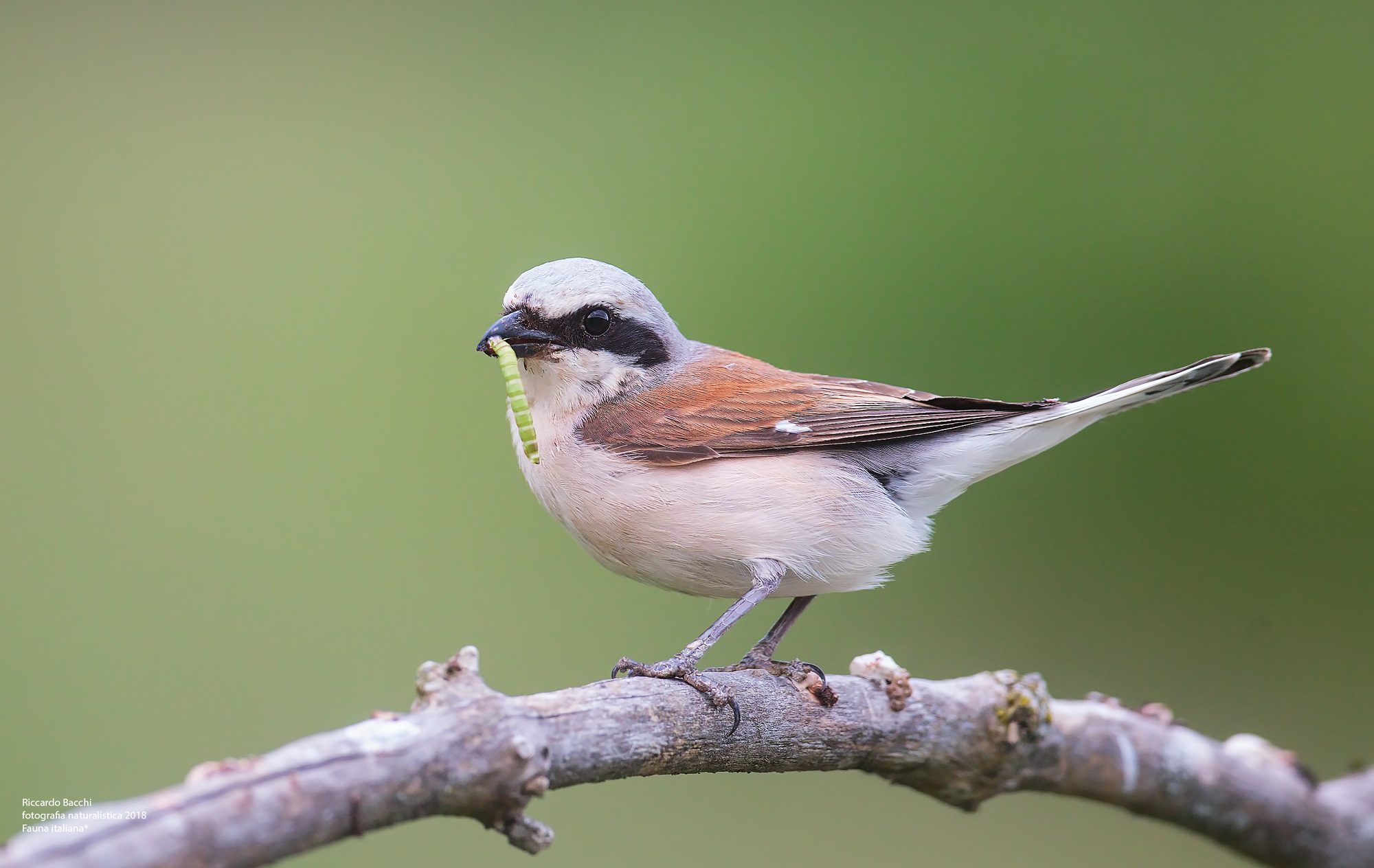 Averla Piccola e preda