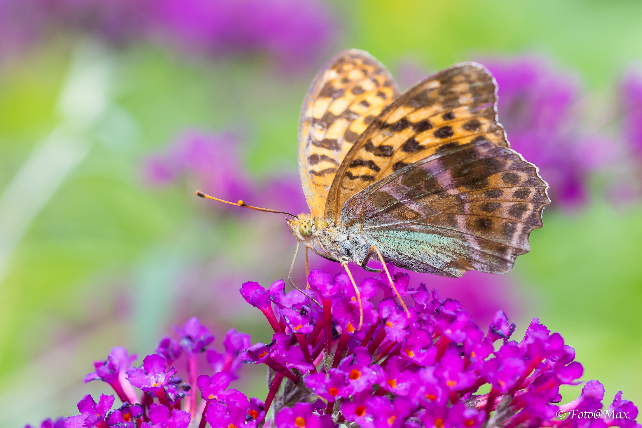 Argynnis Papa