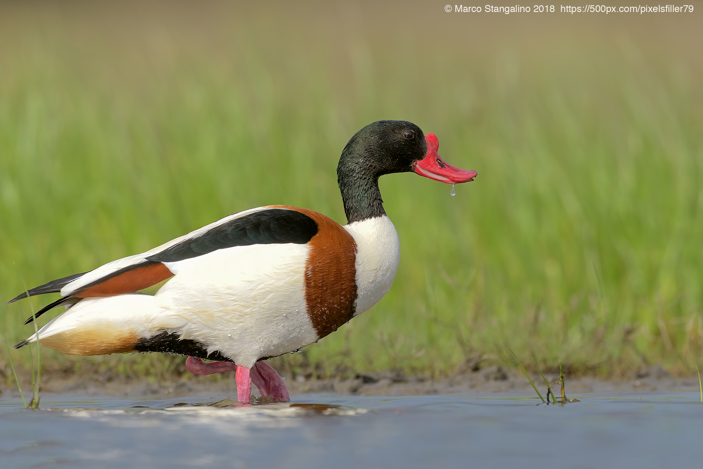 Wallking Shelduck