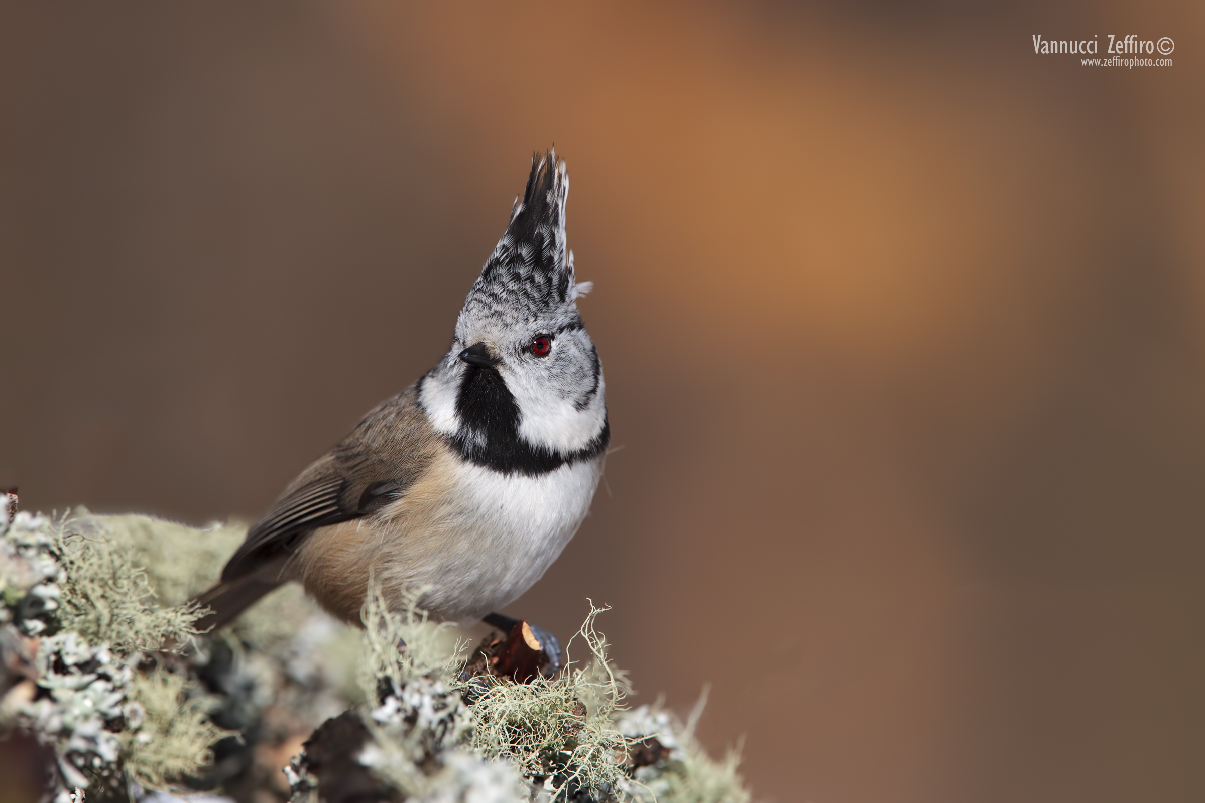 Crested Tit