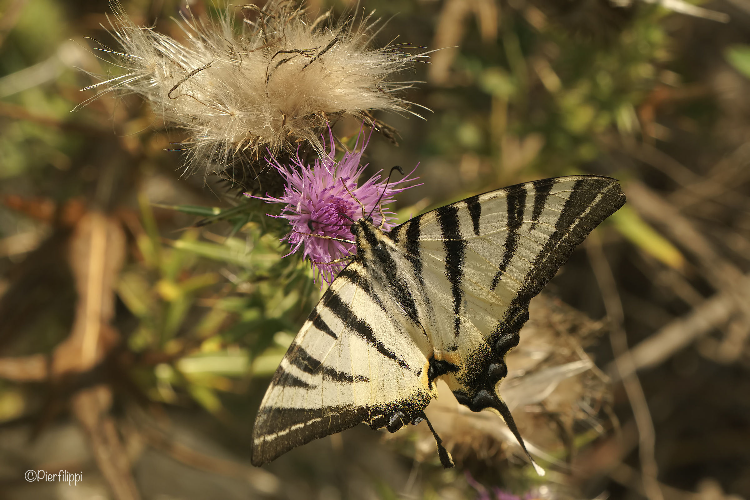 Scarce Swallowtail