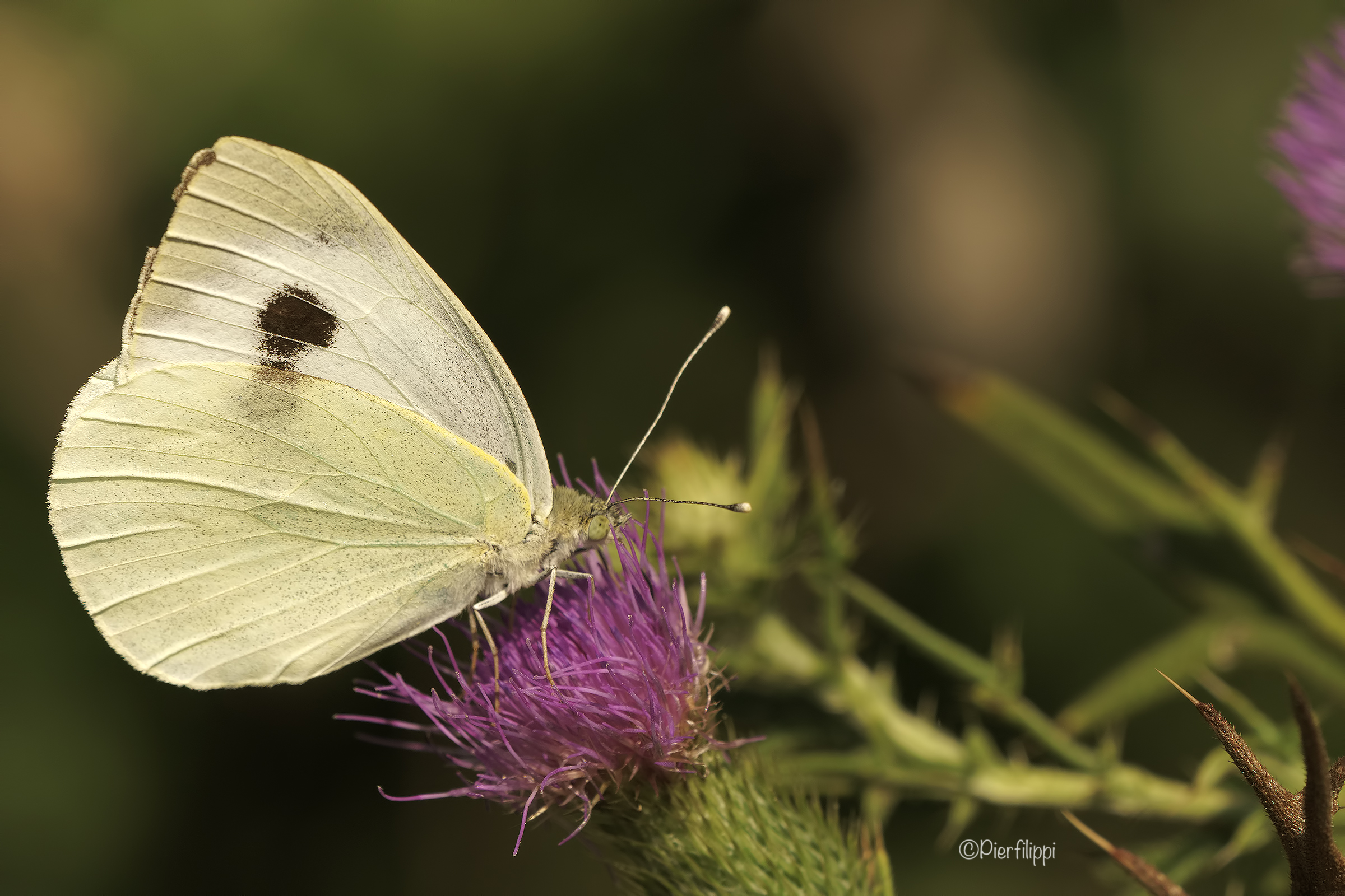 Pieris
