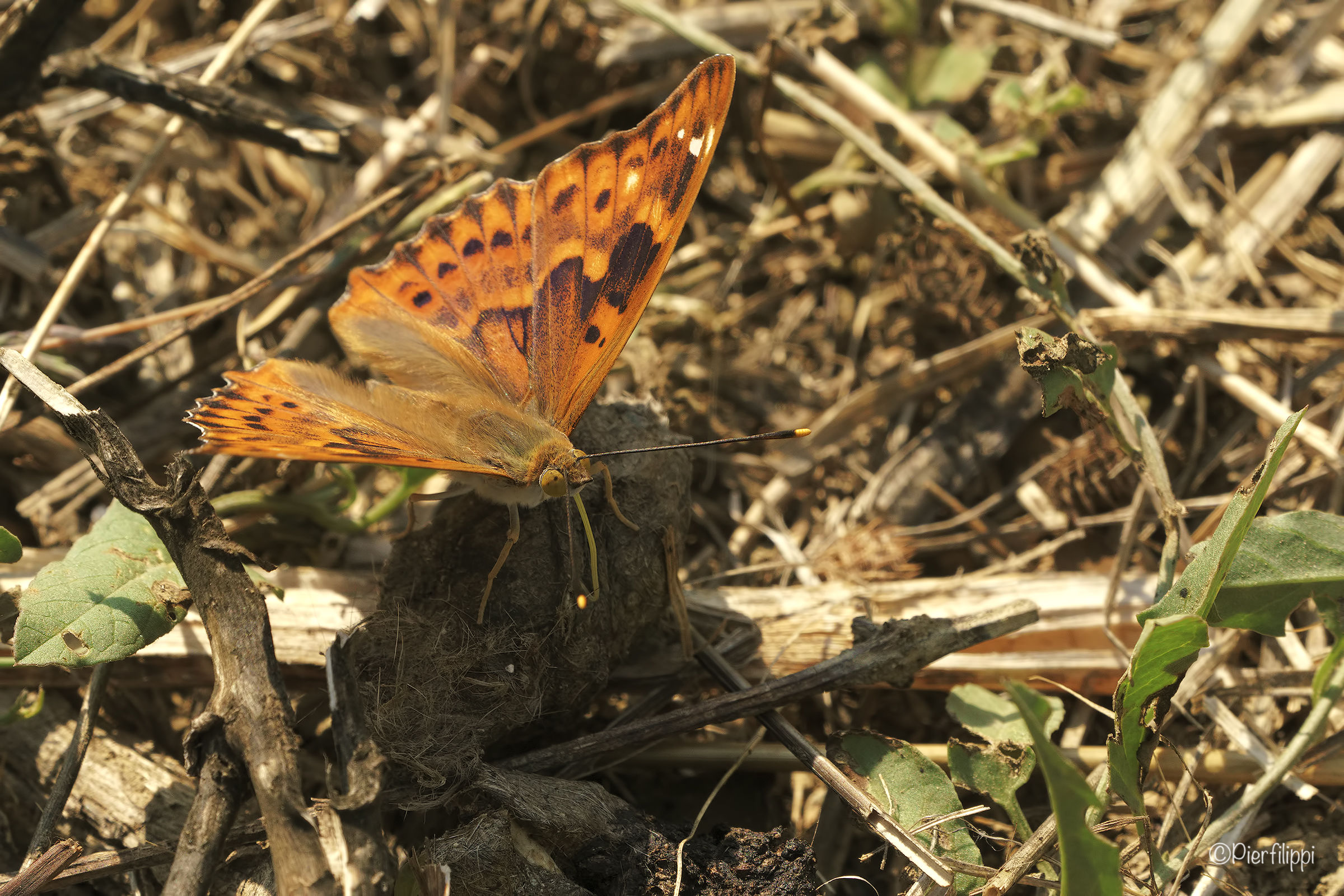 Argynnis Paphia on Dung