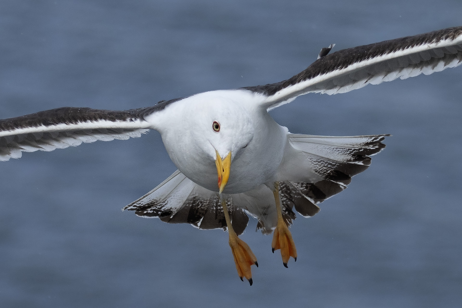 Unclassified Seagull (Baltic 08-2018)