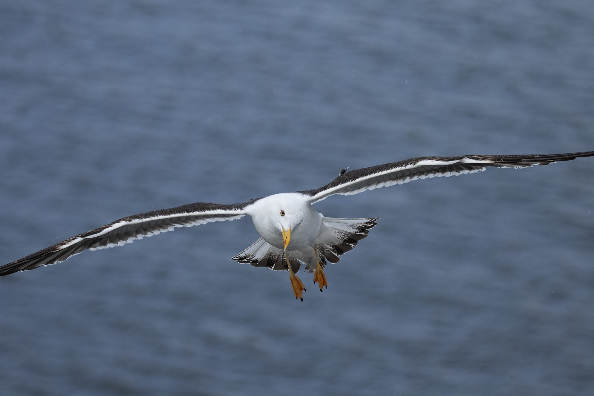 Unclassified Seagull (Baltic 08-2018)