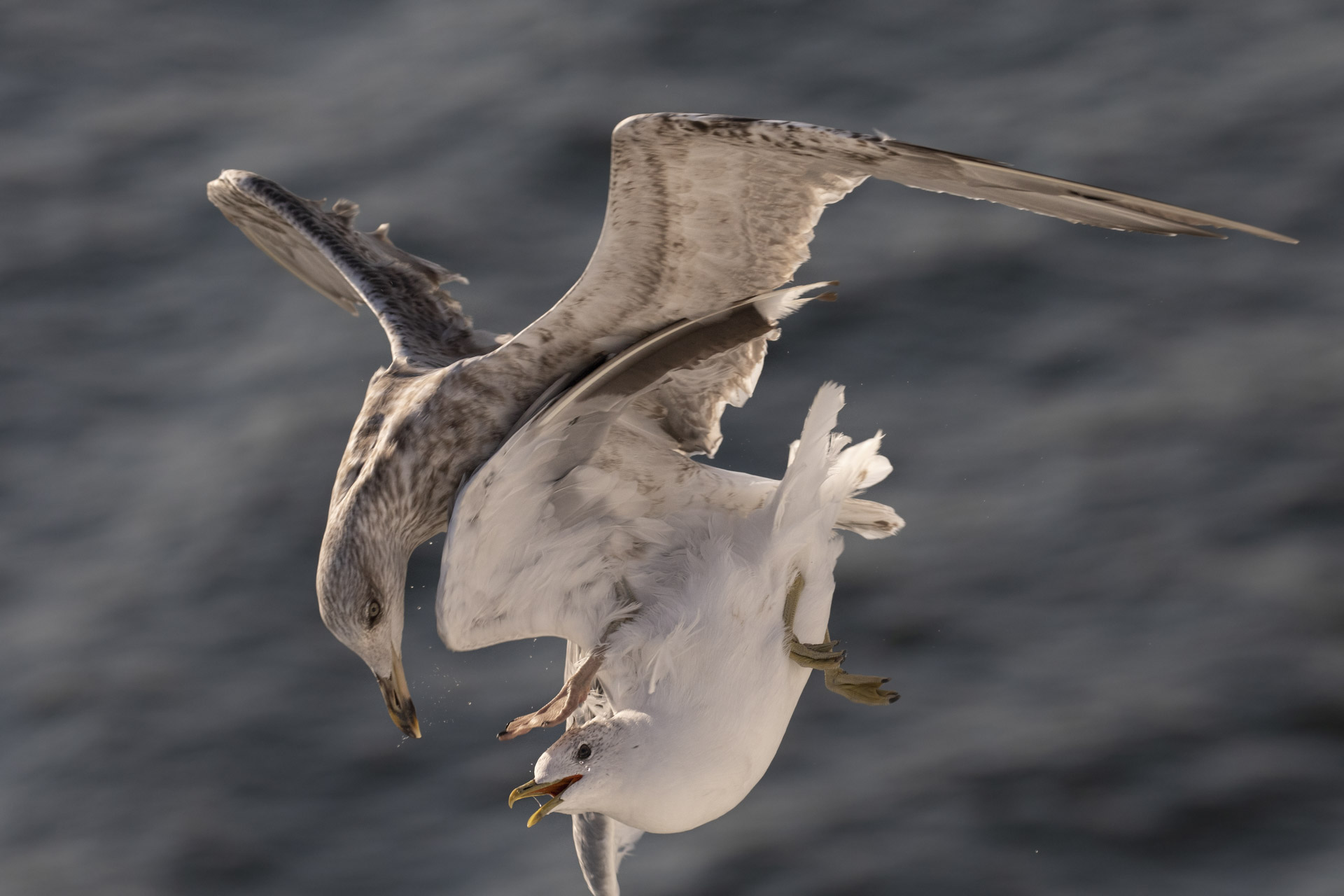Iceland Seagull and Gavina