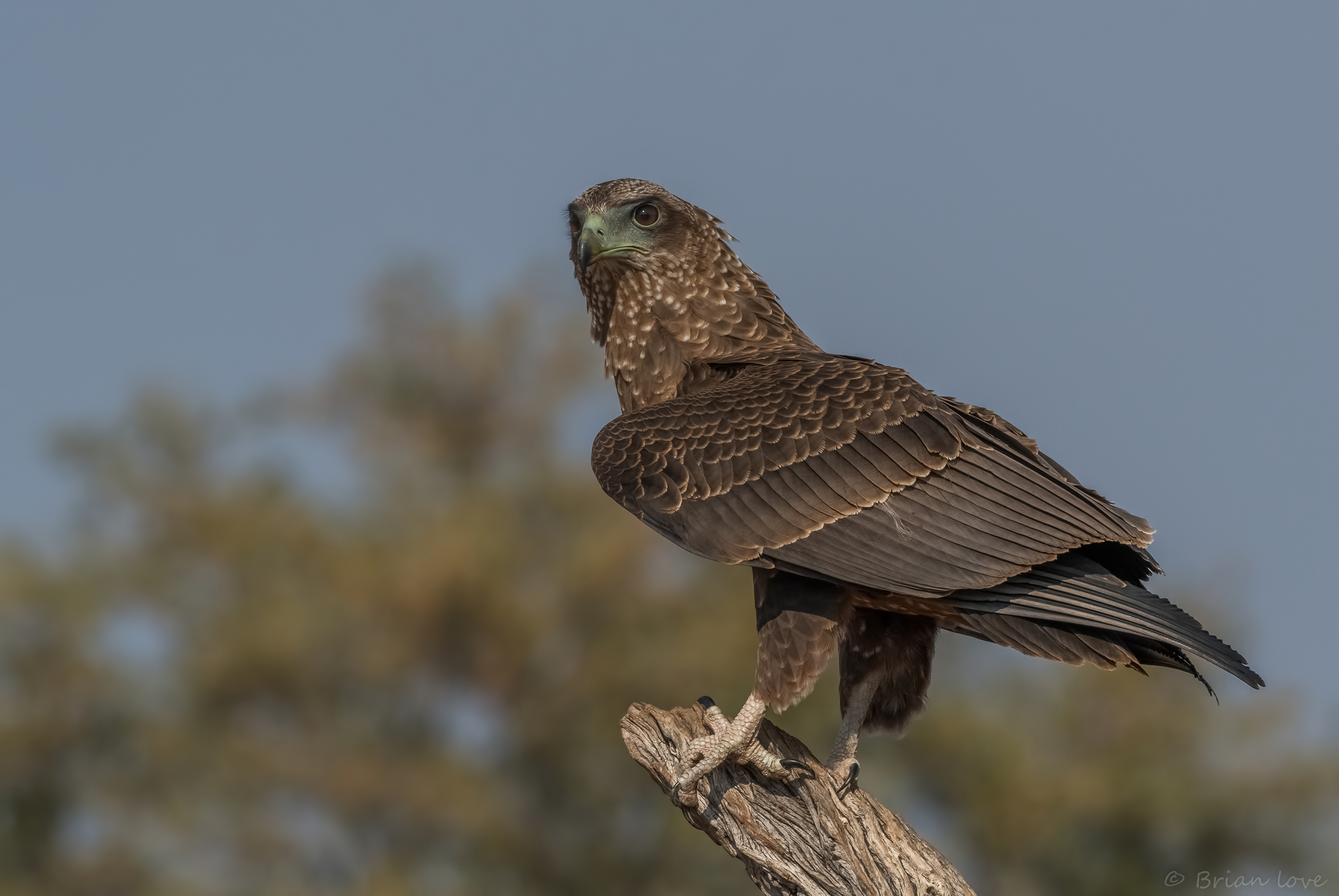 Bateleur Aquila Juvinele (Terathopius ecaudatus)