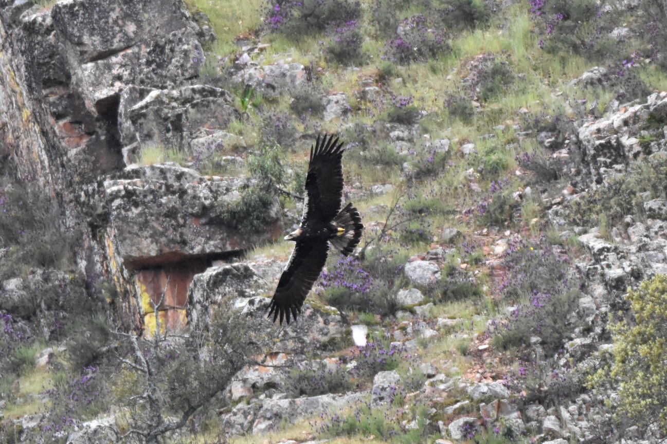 Aquila imperiale spagnola