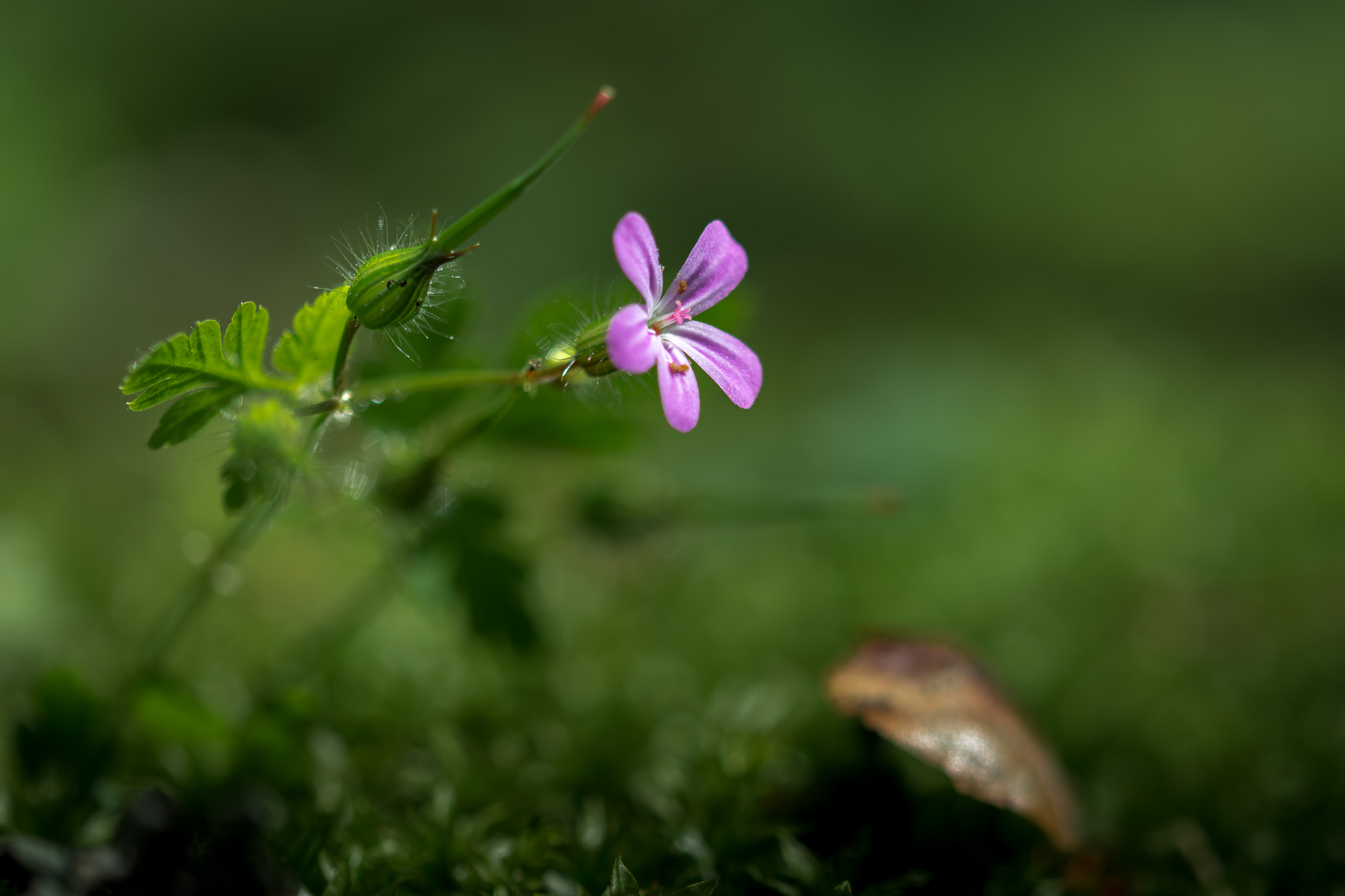 Geranium Robertianum