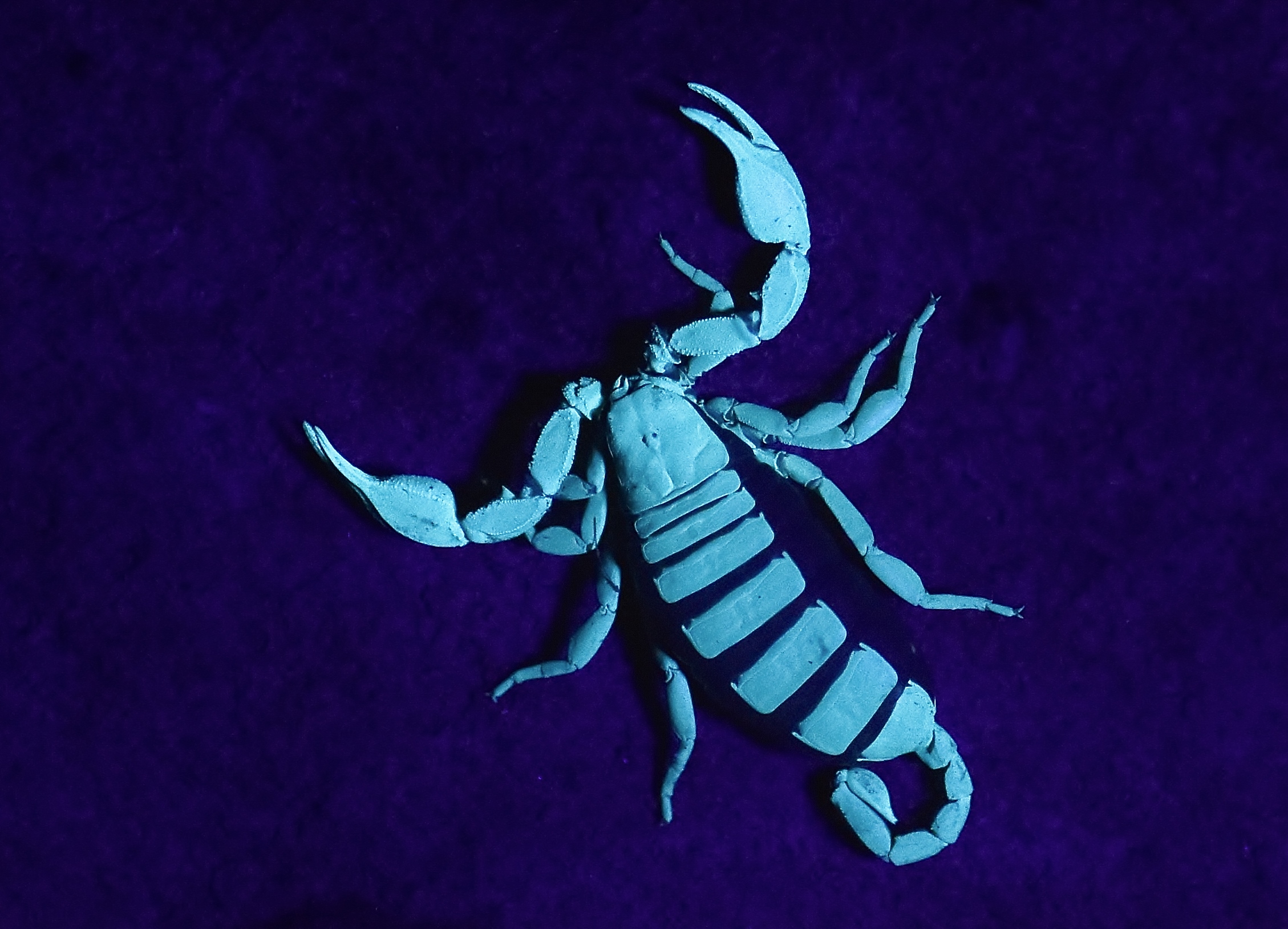 La fluorescenza dello scorpione