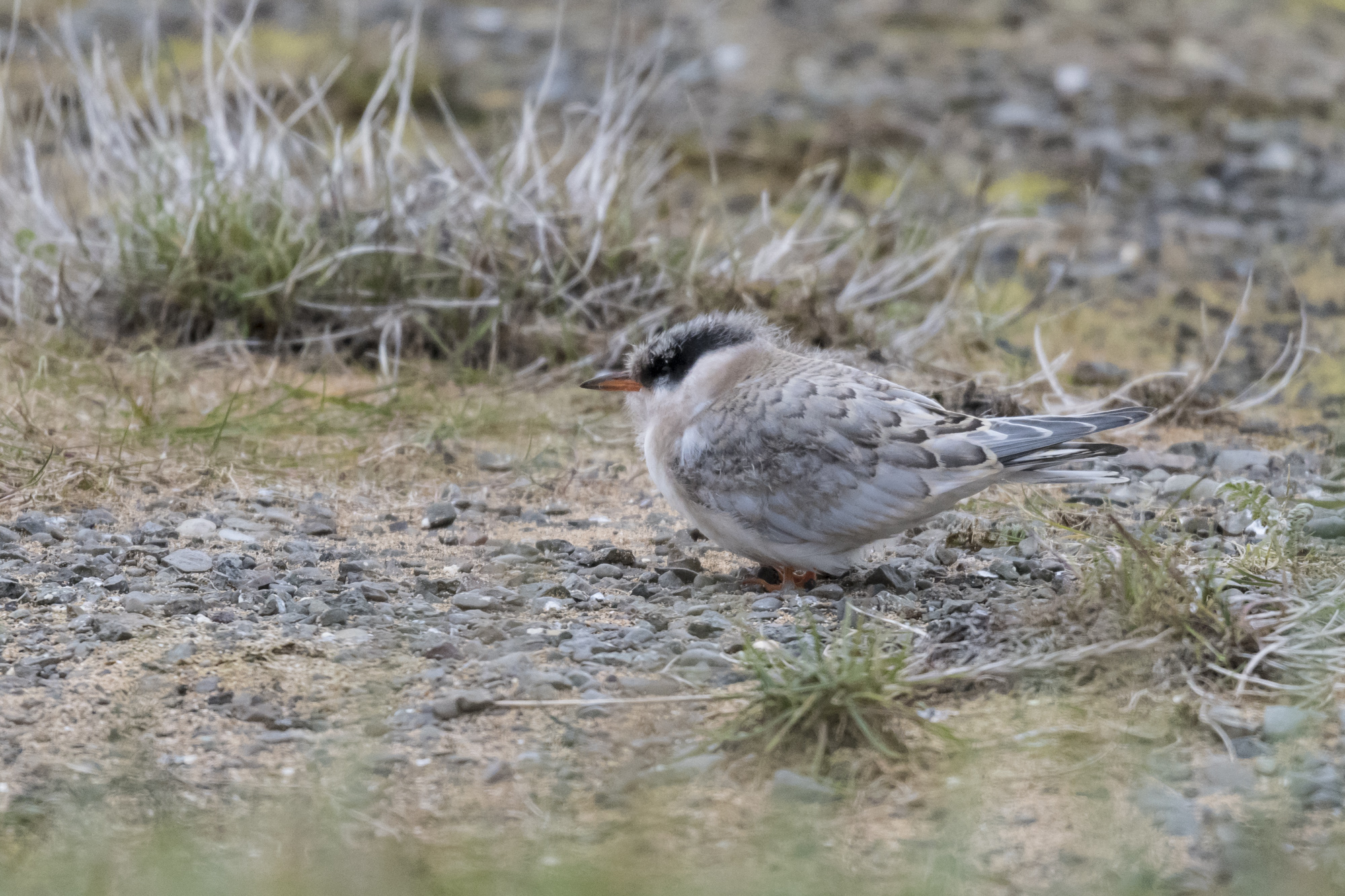 Pullo do Arctic Tern