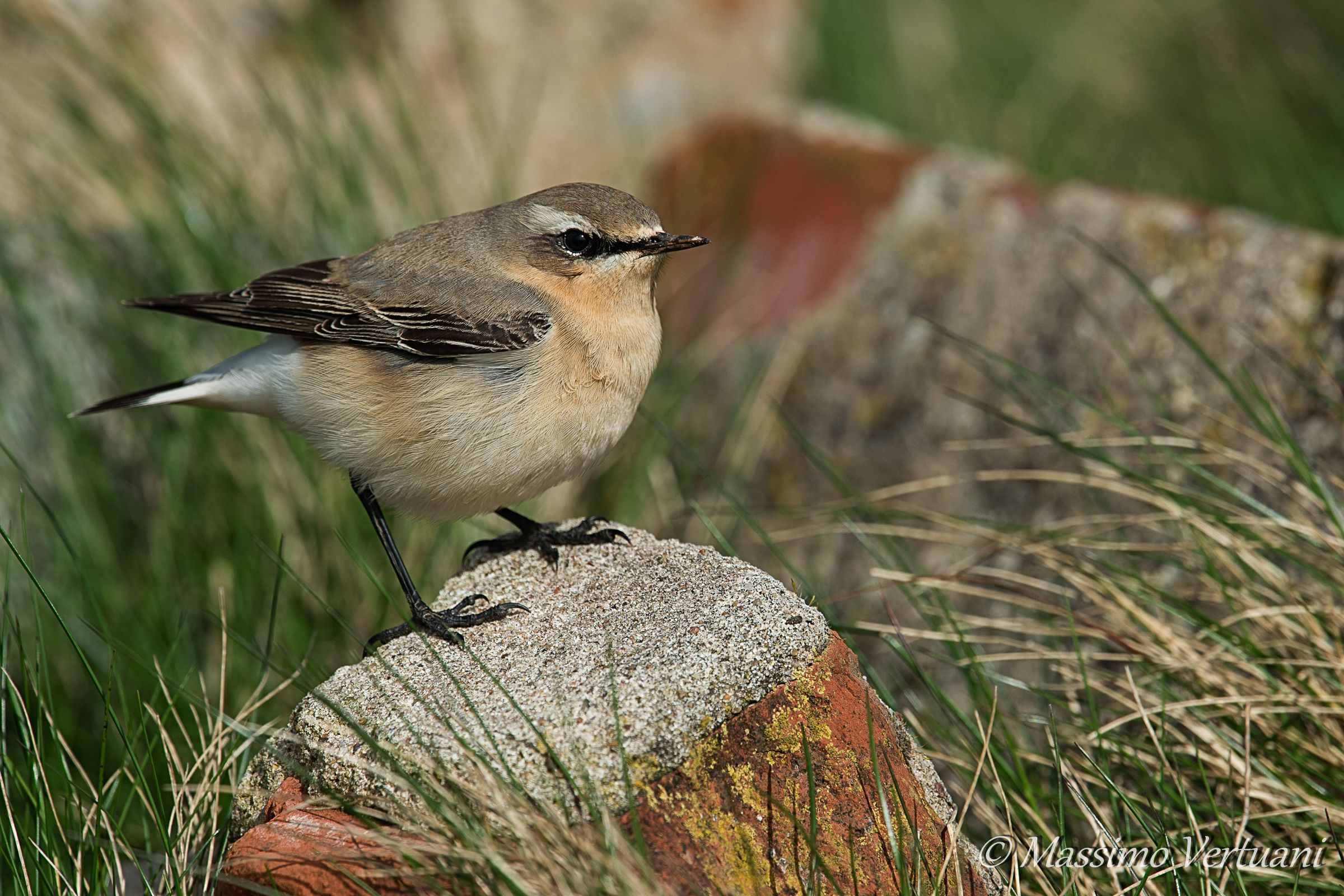 Wheatear